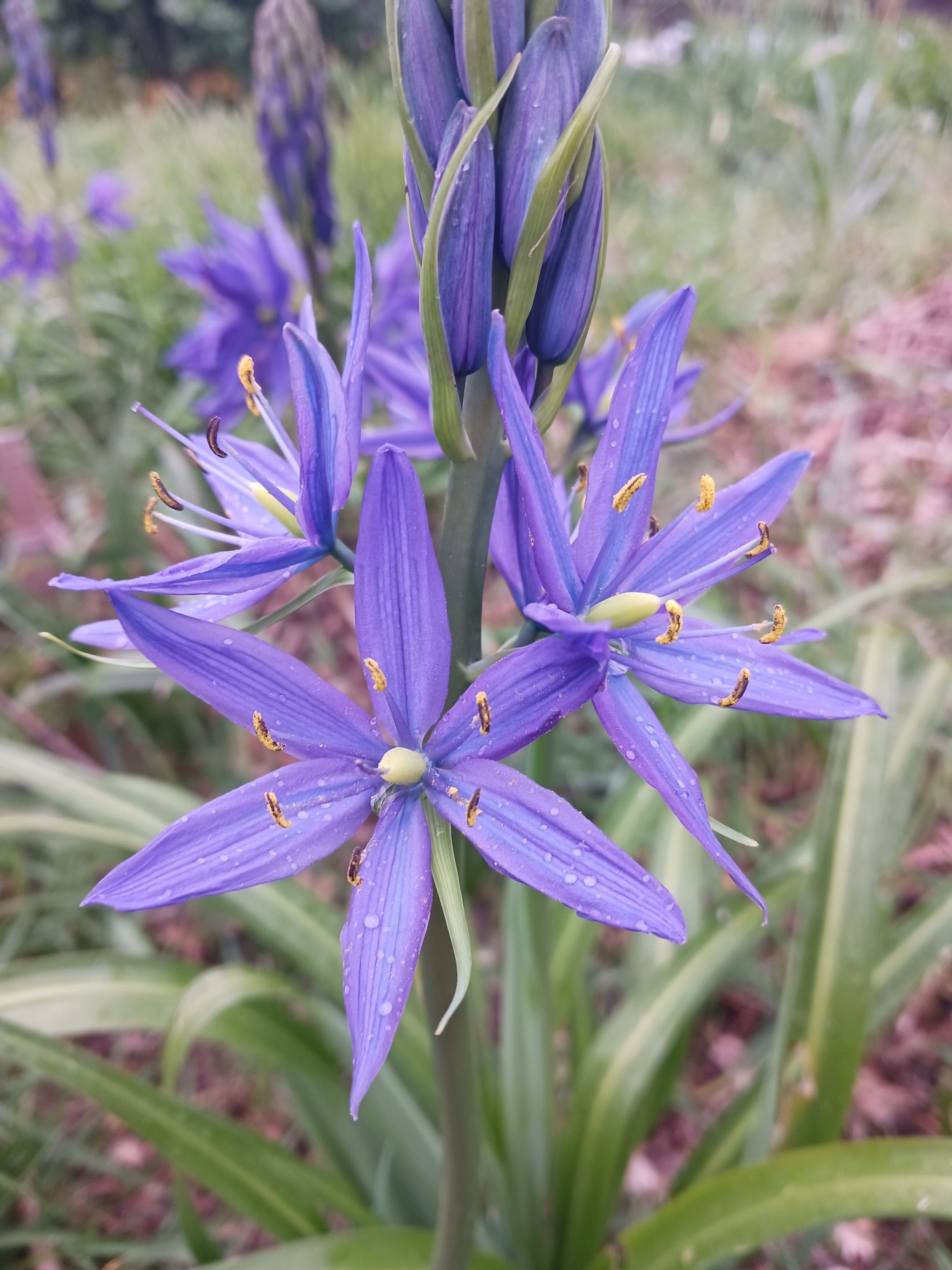 Camas