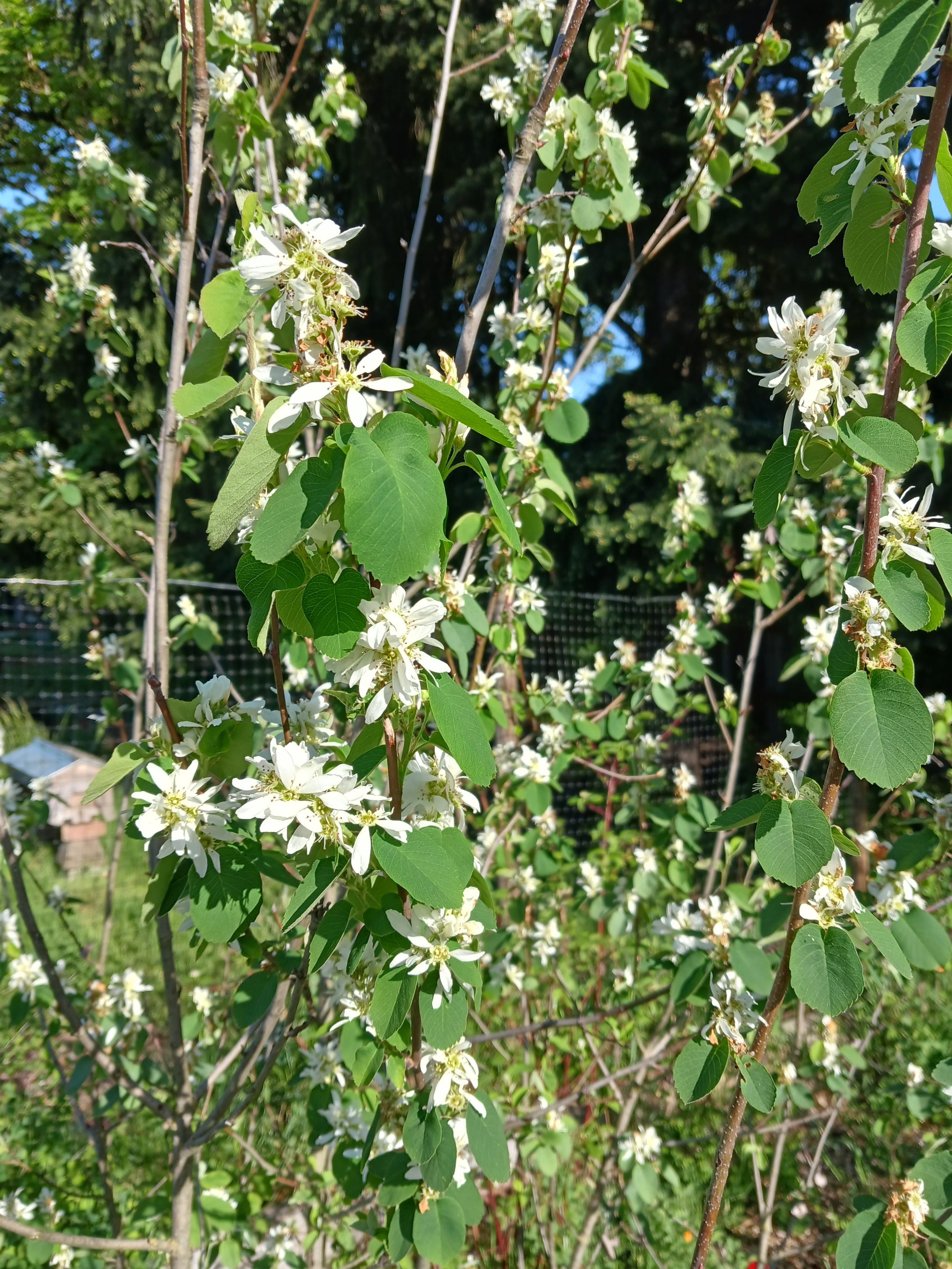 serviceberry