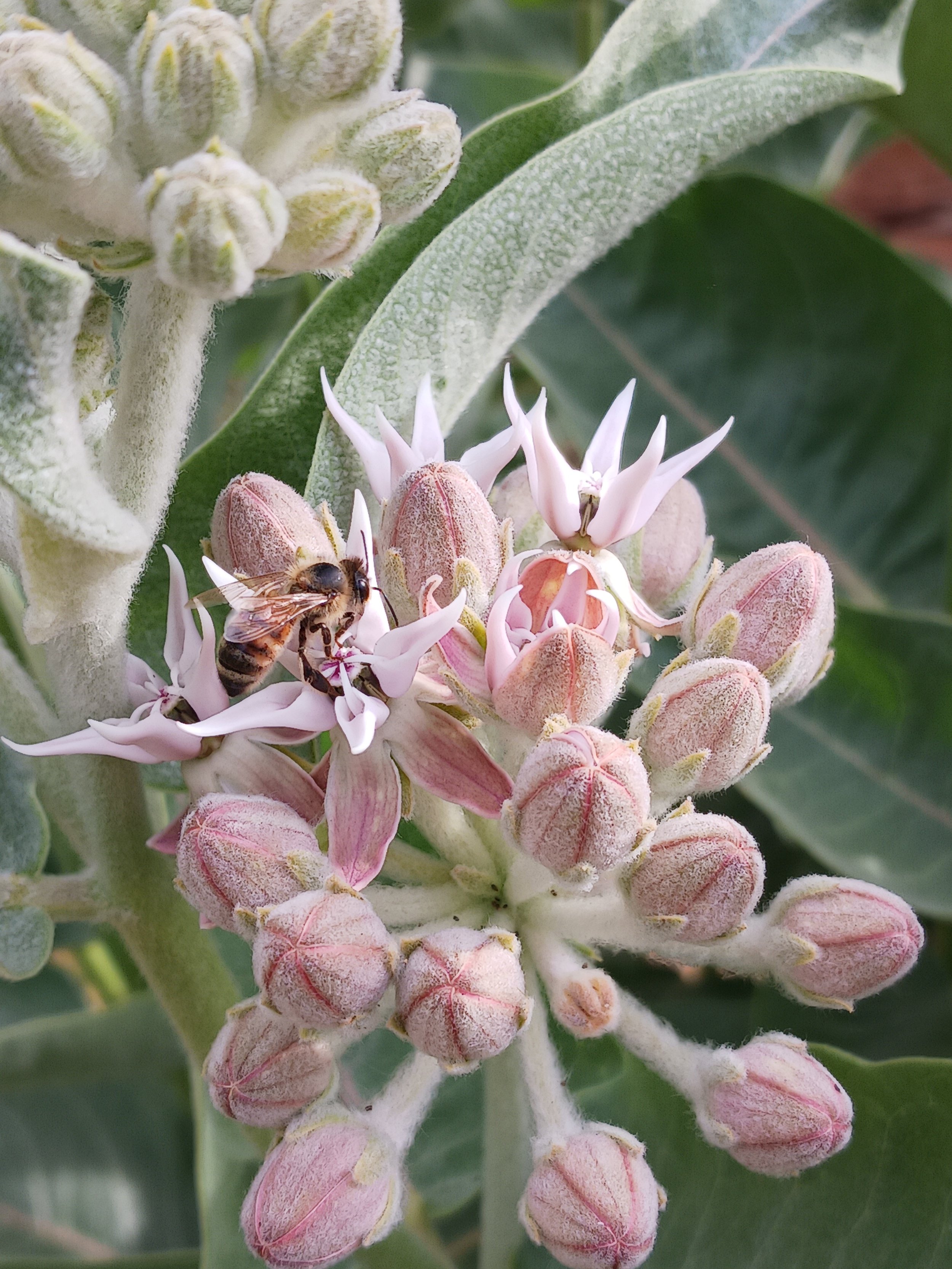 common milkweed with honeybee (midwest native)