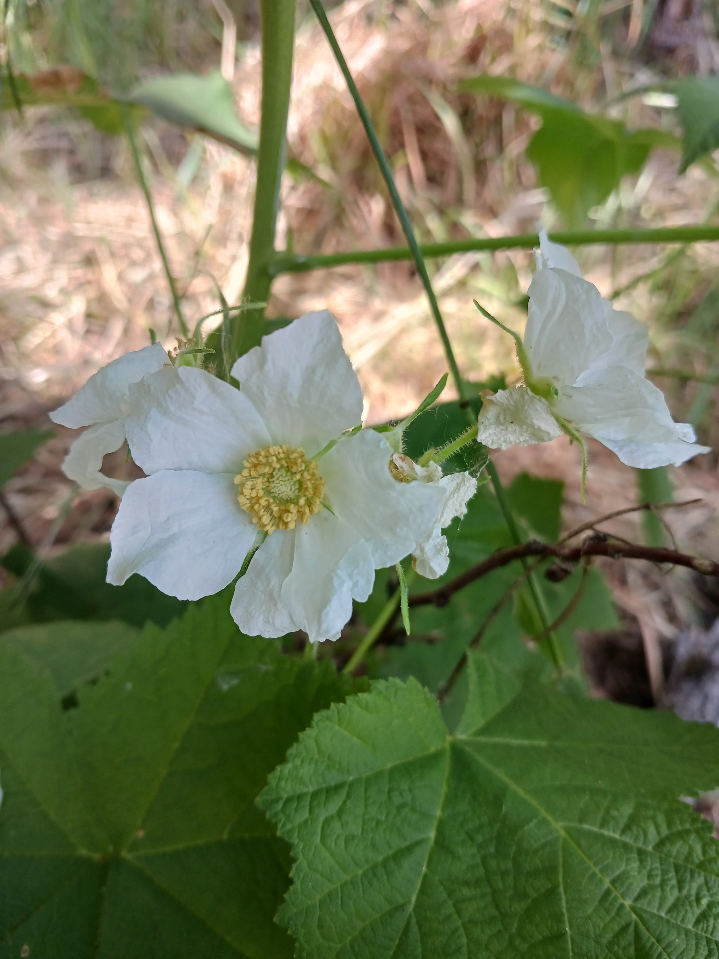 thimbleberry