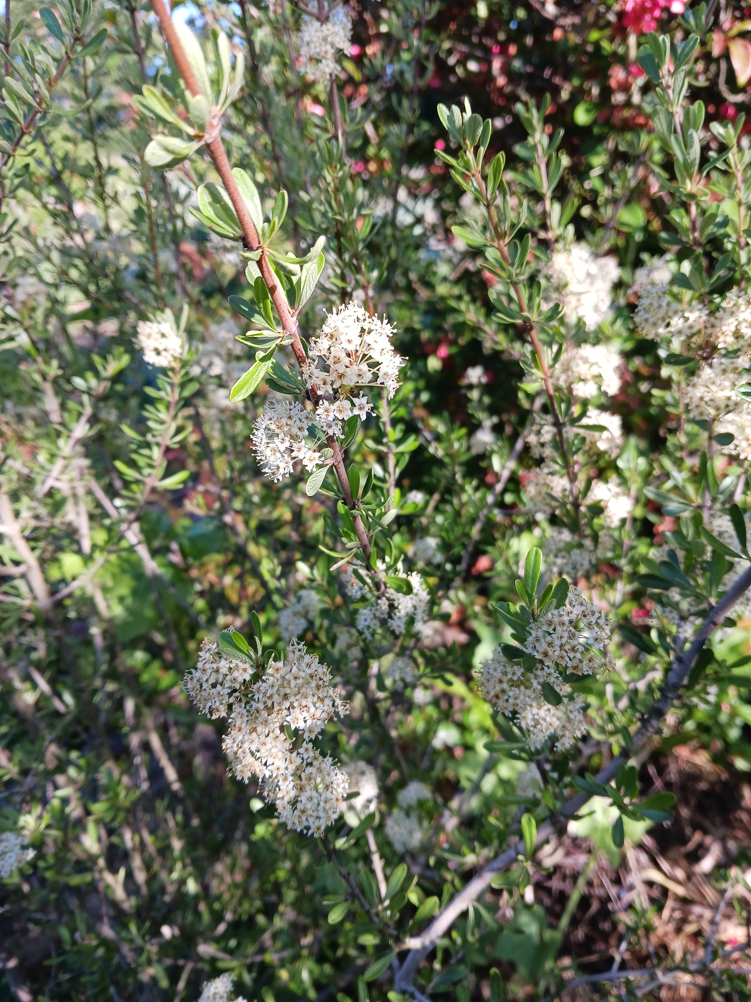 buckbrush (Ceanothus cuneatus)