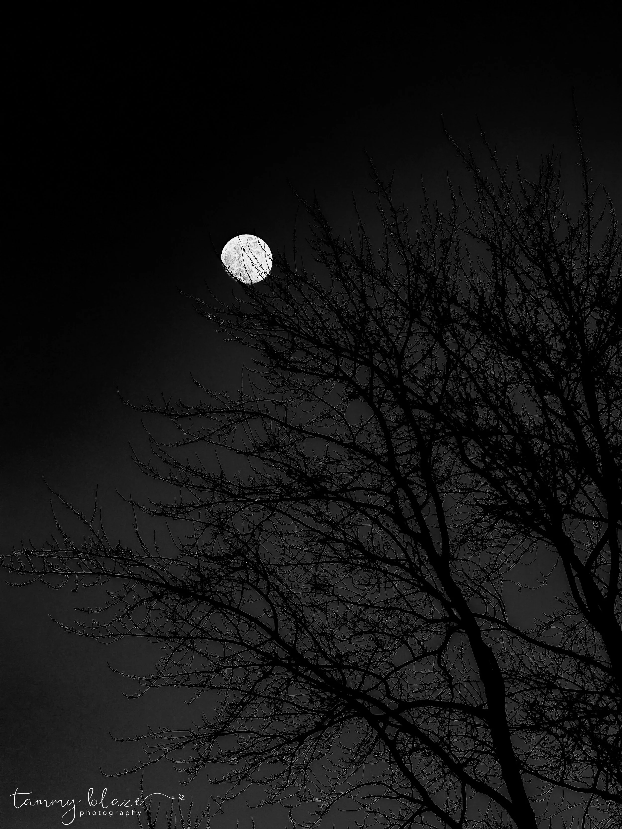 the moon - 2026