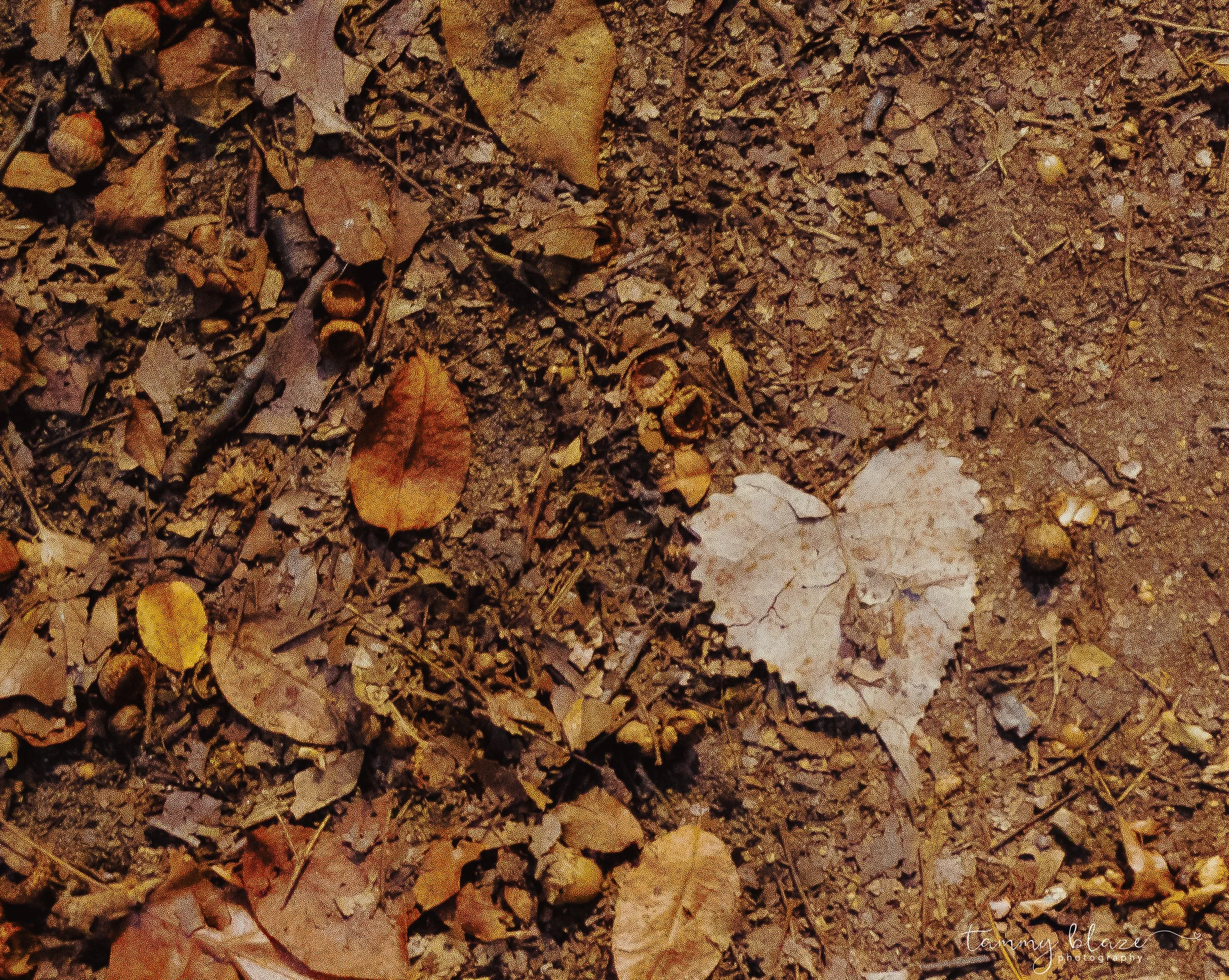 chance and attention - 2025