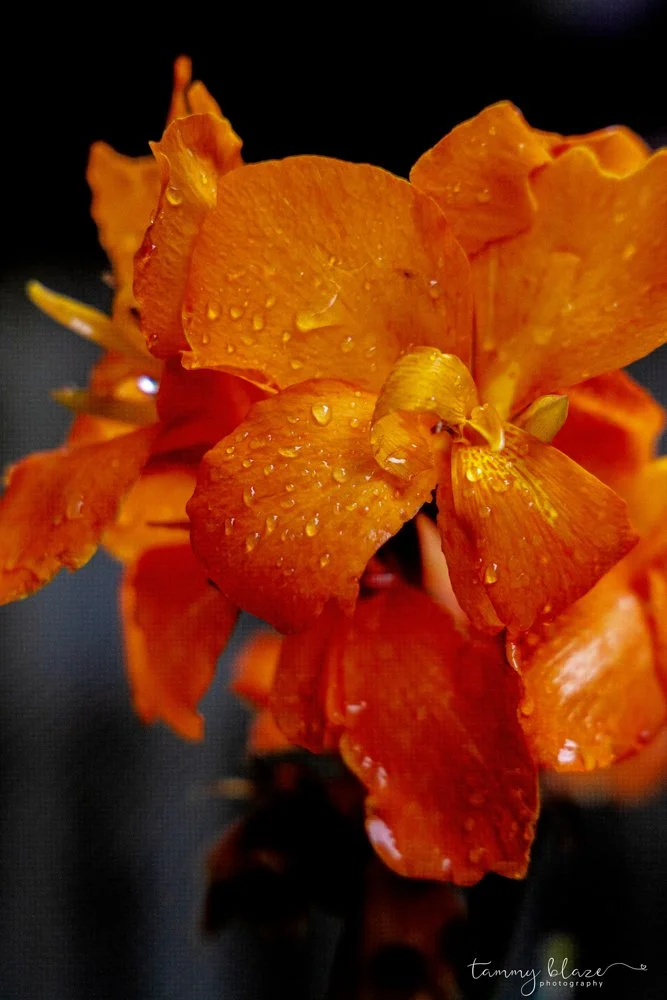 rain-kissed bloom - 2026