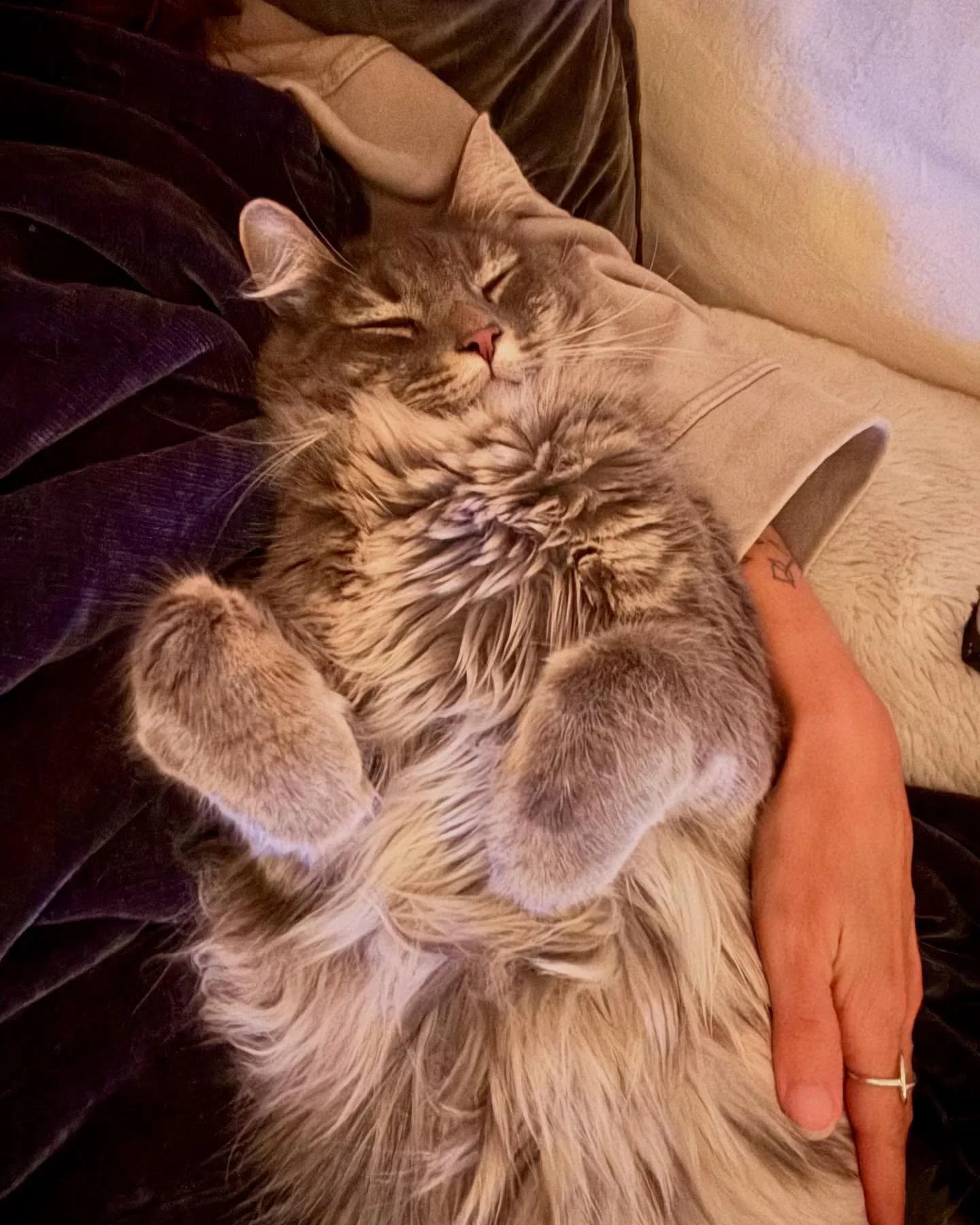 May all beings everywhere know peace, safety and love. ☮️💜 

Sometimes the best we can do is cling to hope and continue to do our good work in this world. 🙏

#sattvicliving #plantmagic #bekind #highvibefood #compassion #ayurvediclife #highvibelivin