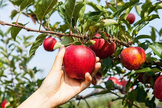 PTO Family Apple Picking