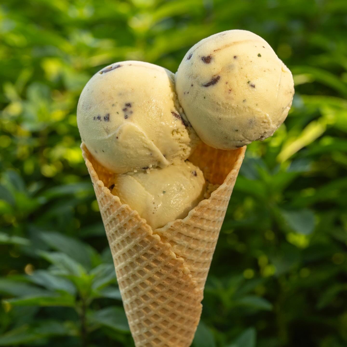 Ditch Mint Chip is back! Handpicked mint leaves from our farm with flecks of organic dark chocolate make this flavor naturally frosty and cool. Your only decision: Cone? Dish! Flight? Cookie Sandwich! Sundae🤔 🌱 🍨 🍦 🧊 🍫 🌱 🥶