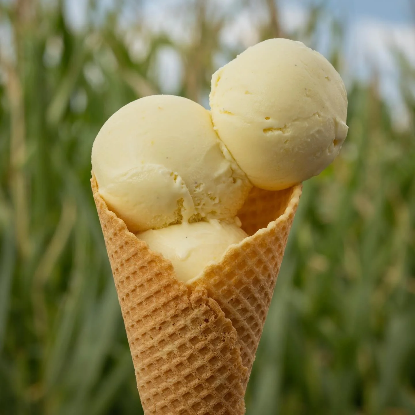 🍦🌽 Sweet Corn Frozen Custard 🌽🍦
One of the most a-maize-ing flavors of late summer is back 😜 made with fresh @reeds_farm corn!