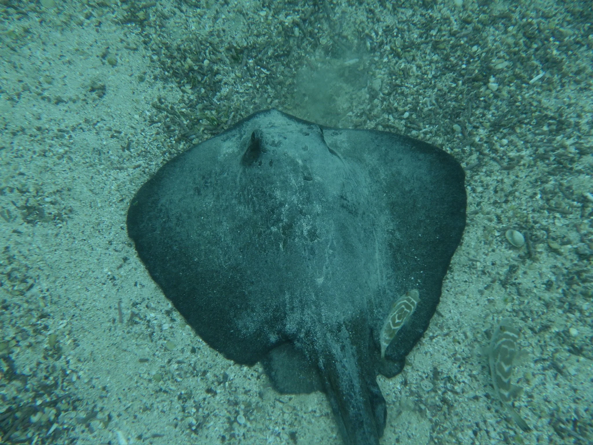  Sting ray at Concha de Perla on Isabela 