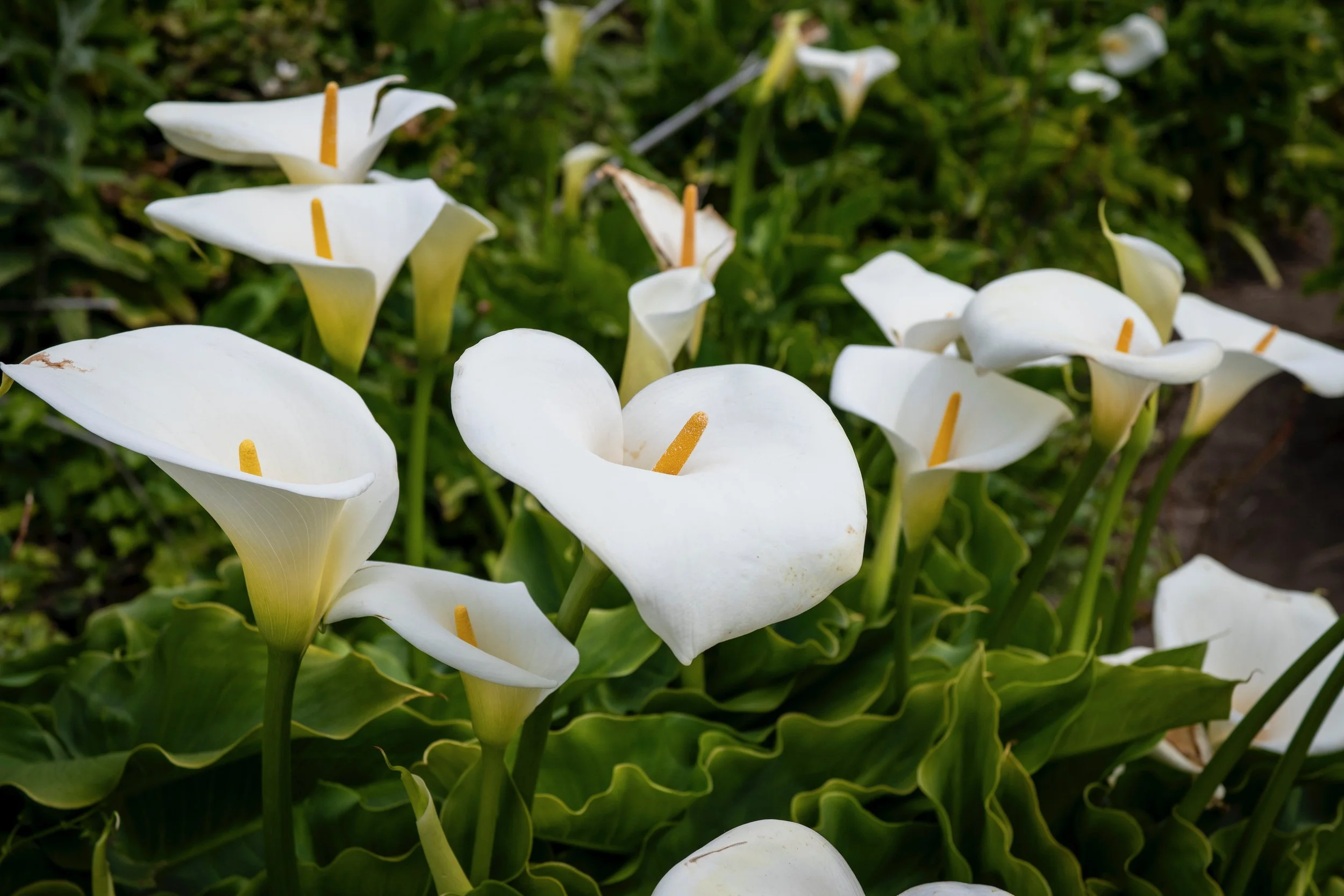 Travel photos from Big Sur, California at Calla Lily Valley