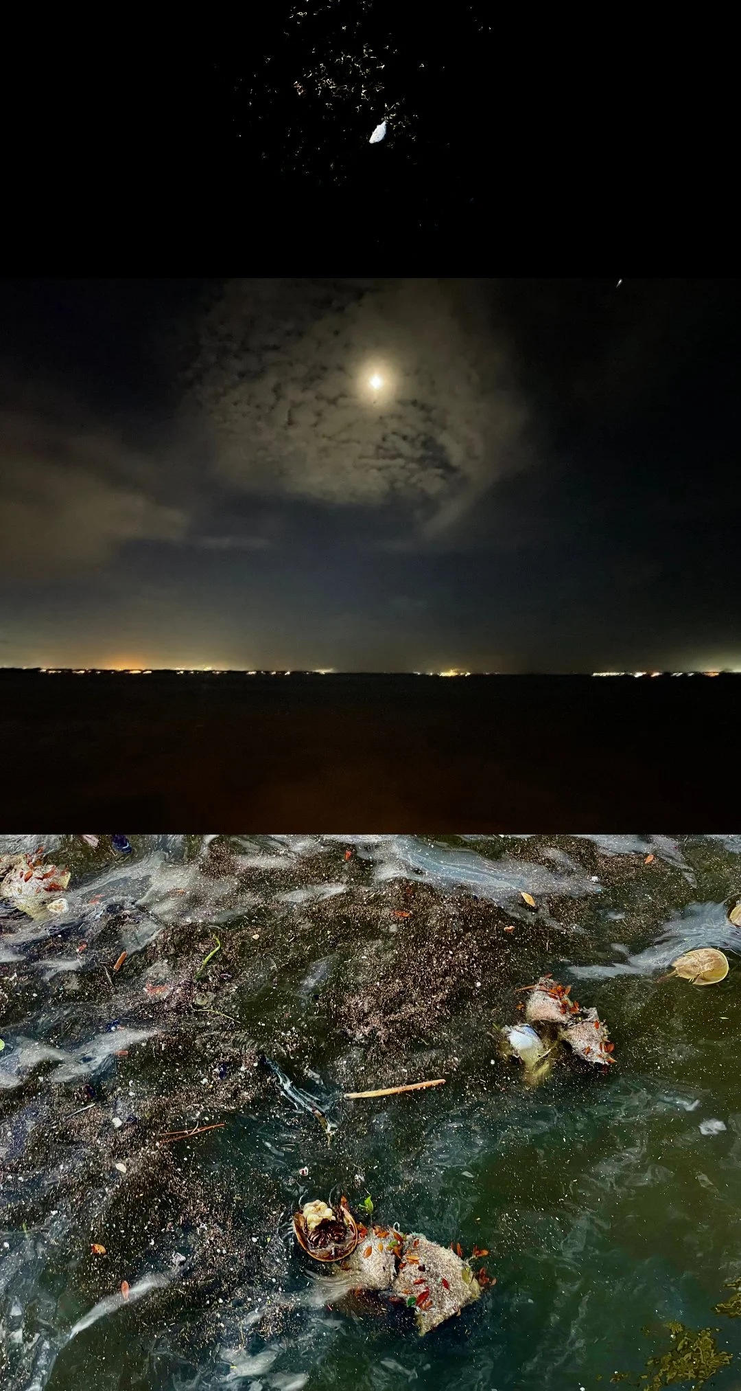 Red Tide - Green Water , 2025 
photographic composite pigment print 
30” x 18” appx.