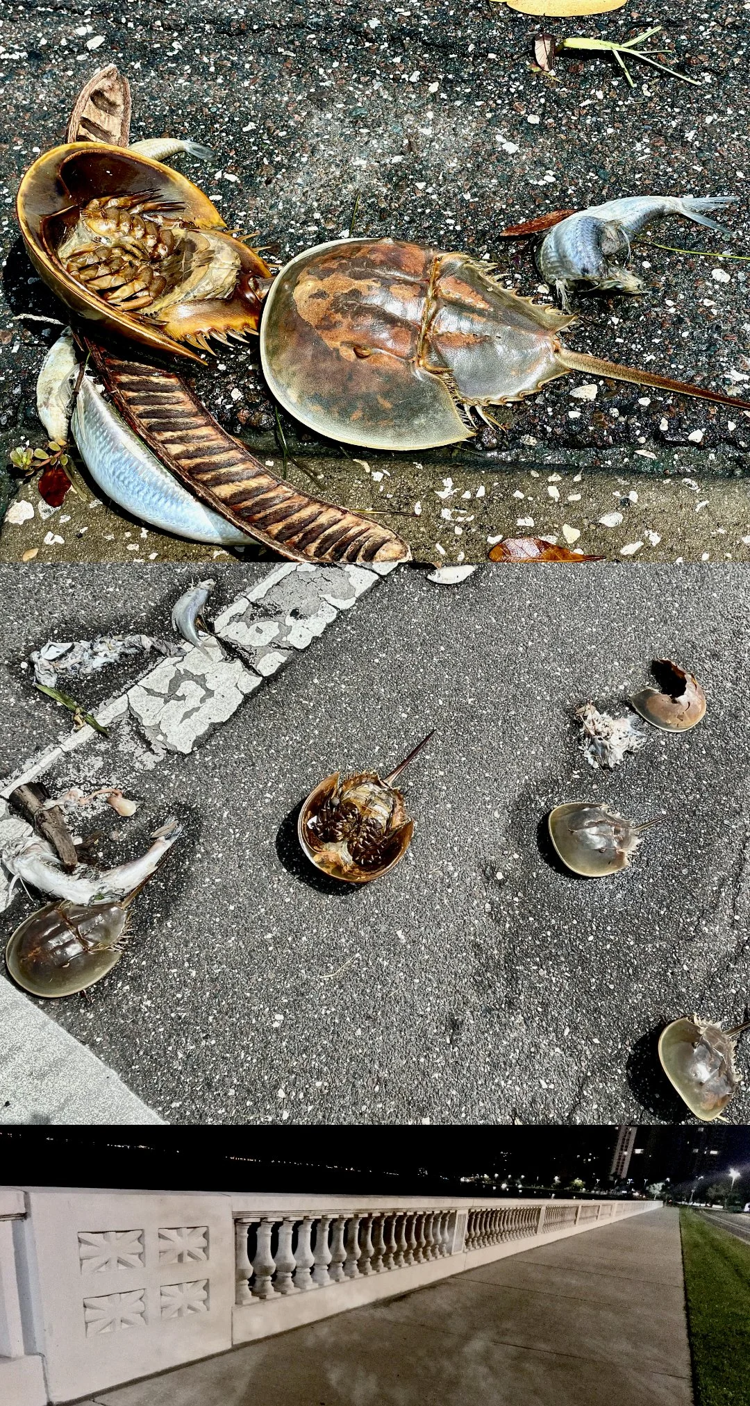 Red Tide - Scattered , 2025 
photographic composite pigment print 
30” x 18” appx.