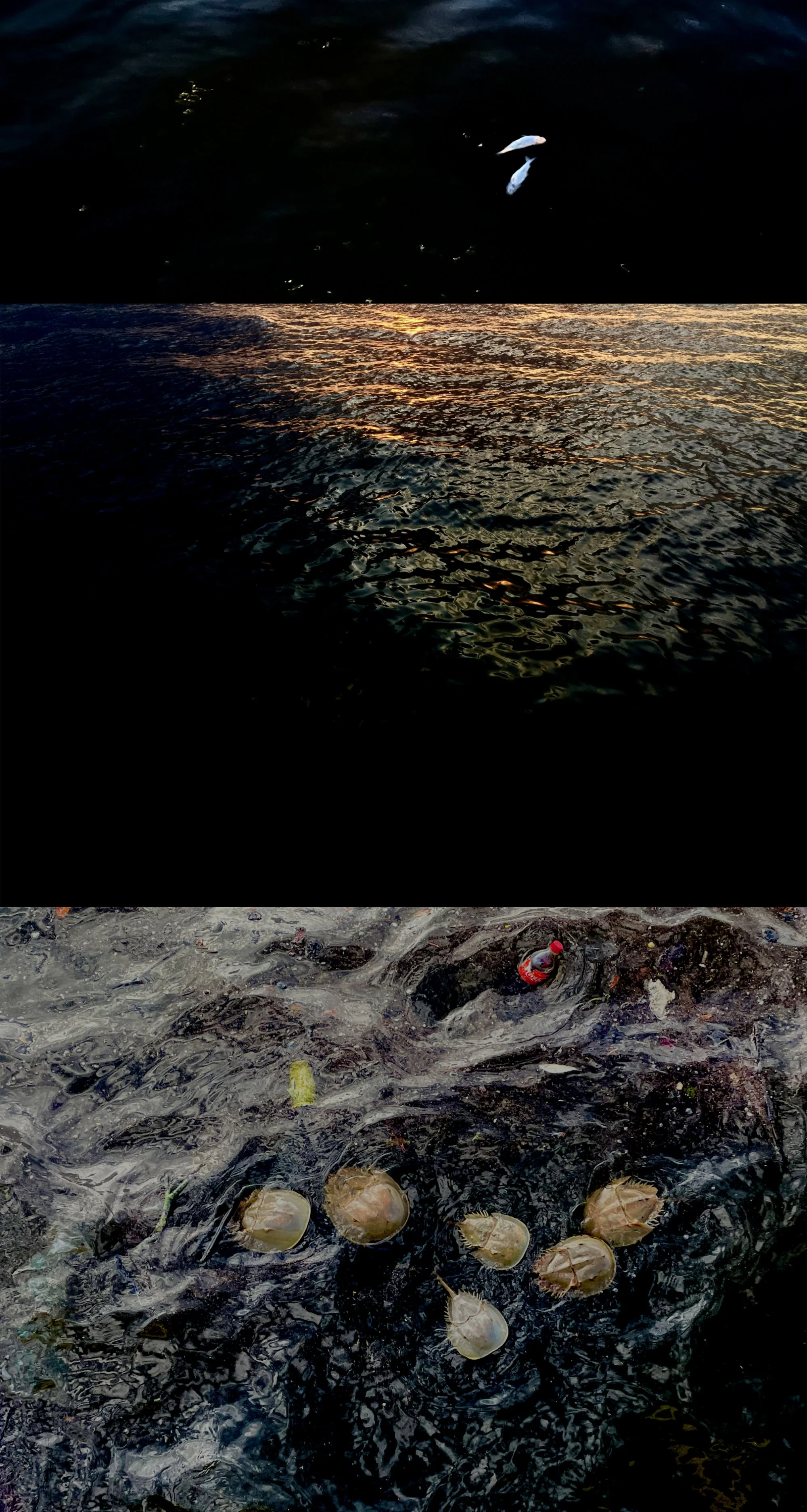 Climate Drift - Red Tide , 2024 
photographic composite pigment print 
30” x 18” appx.