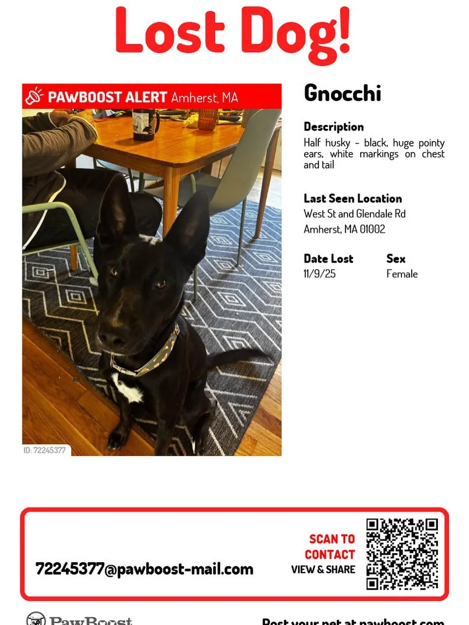 After sightings in South Amherst near Speedway on (around 64 Pomeroy Ln) at 3PM on 11/10 our dog Gnocchi remains missing. She is likely injured (details. Below). We&rsquo;re told the impact from the collision 11/9 was significant and it&rsquo;s possi