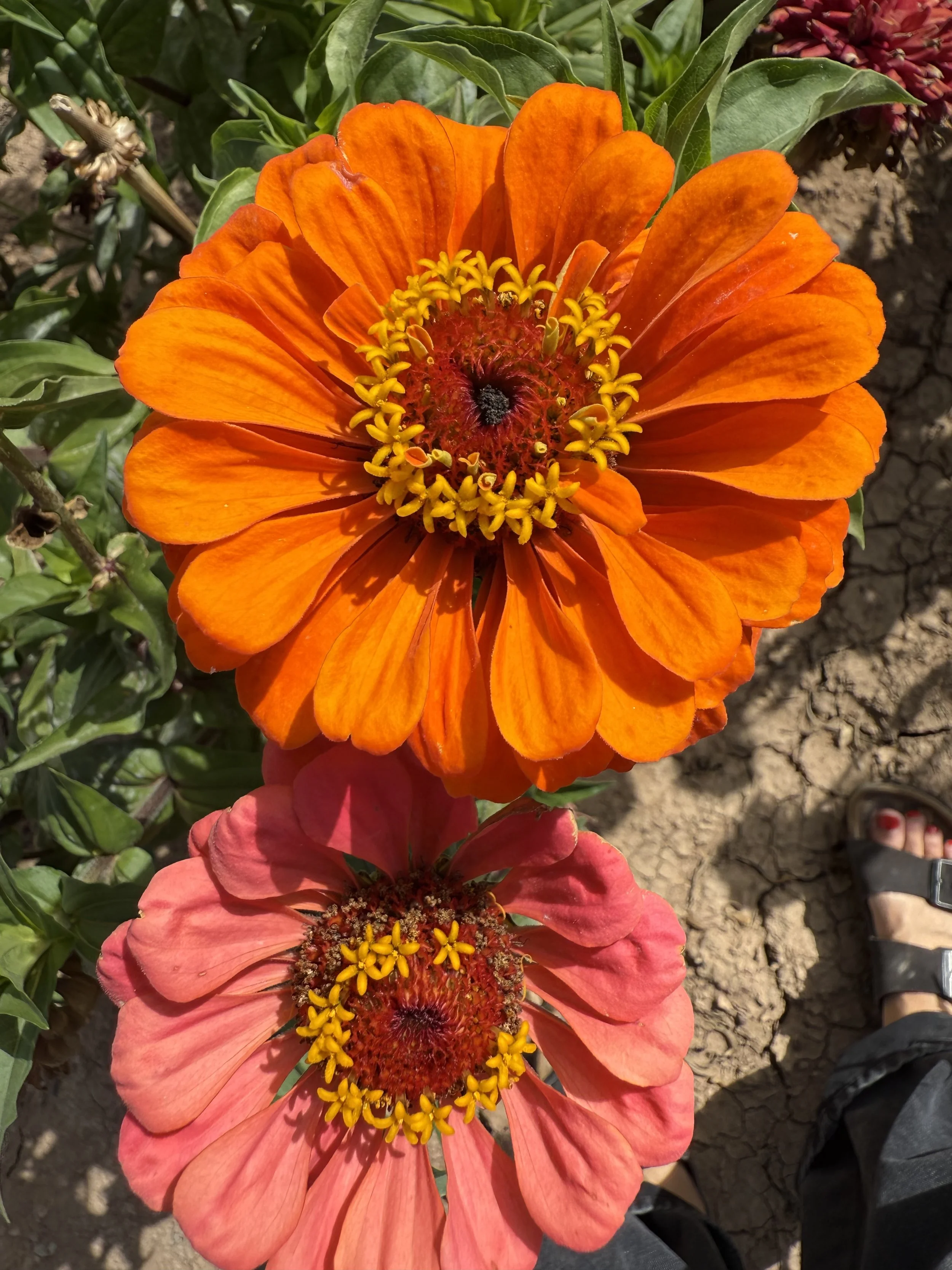 GRACE | FLOWERS/ADMIN