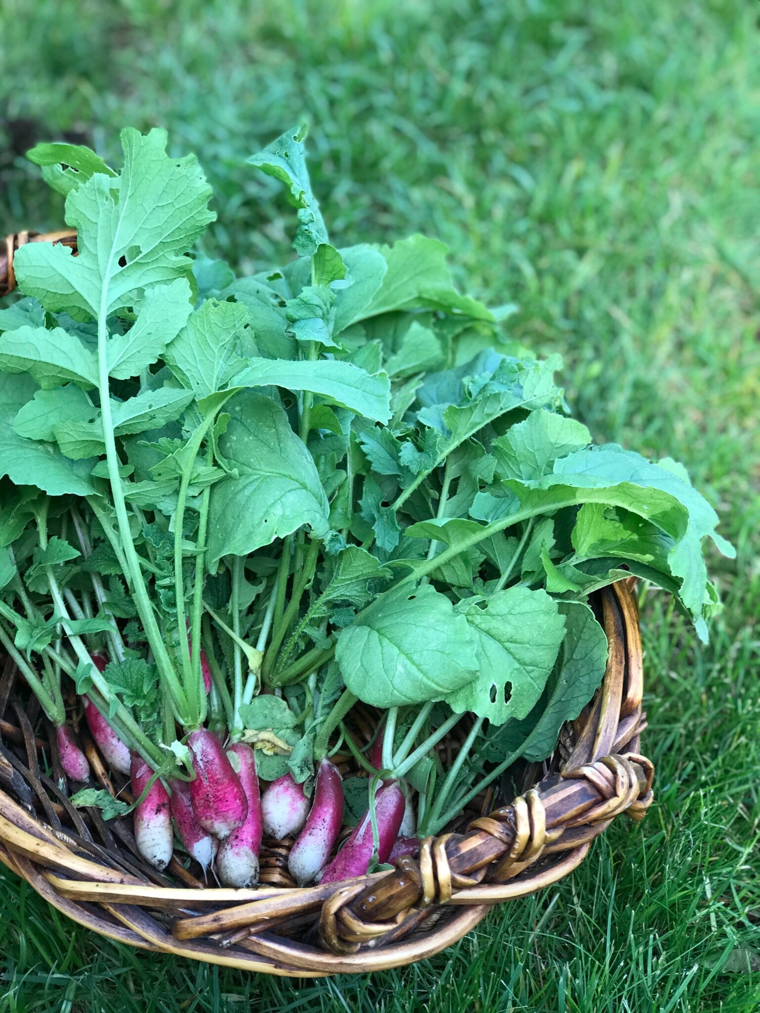 Dr. Ryan's basket of freshly harvested radishes.