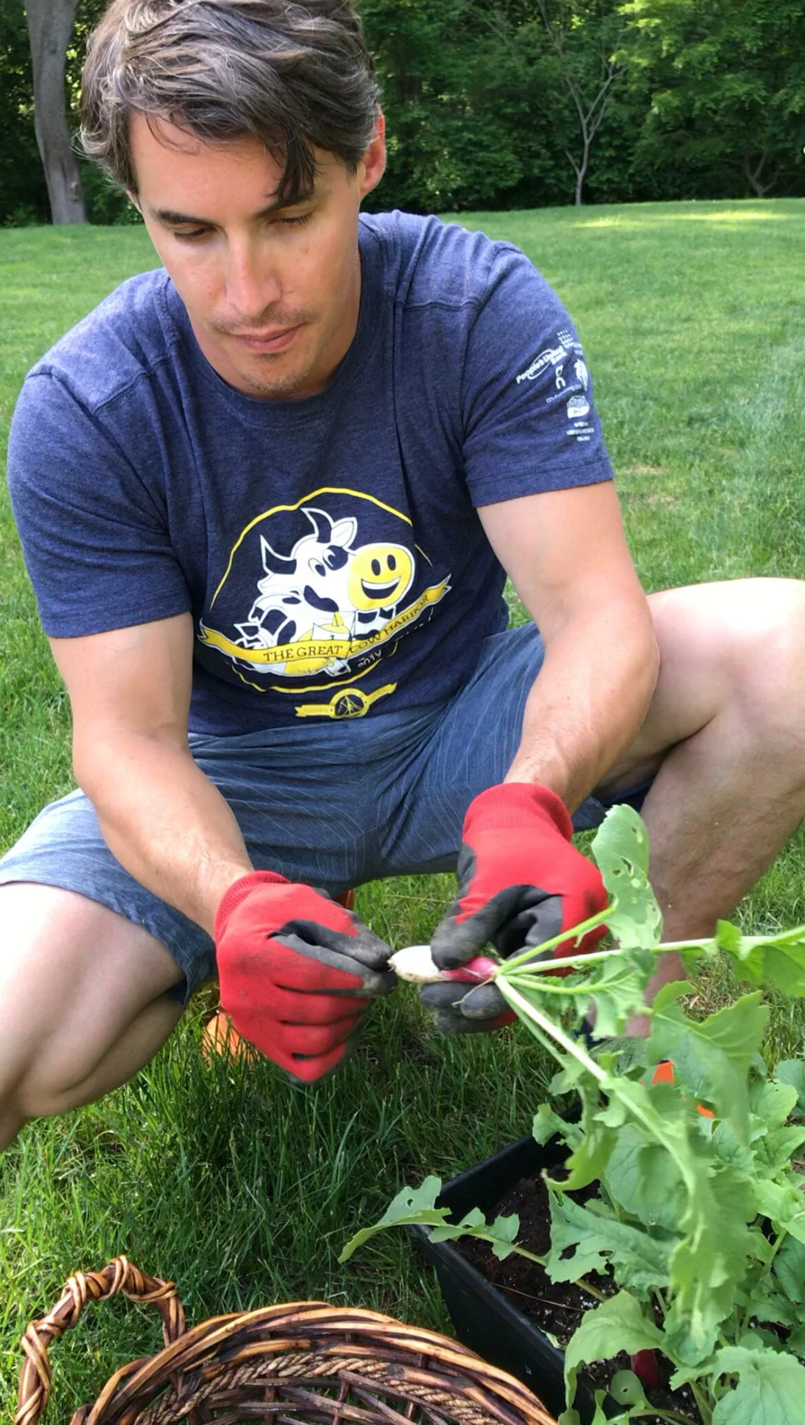 Dr. Ryan harvesting radishes. 