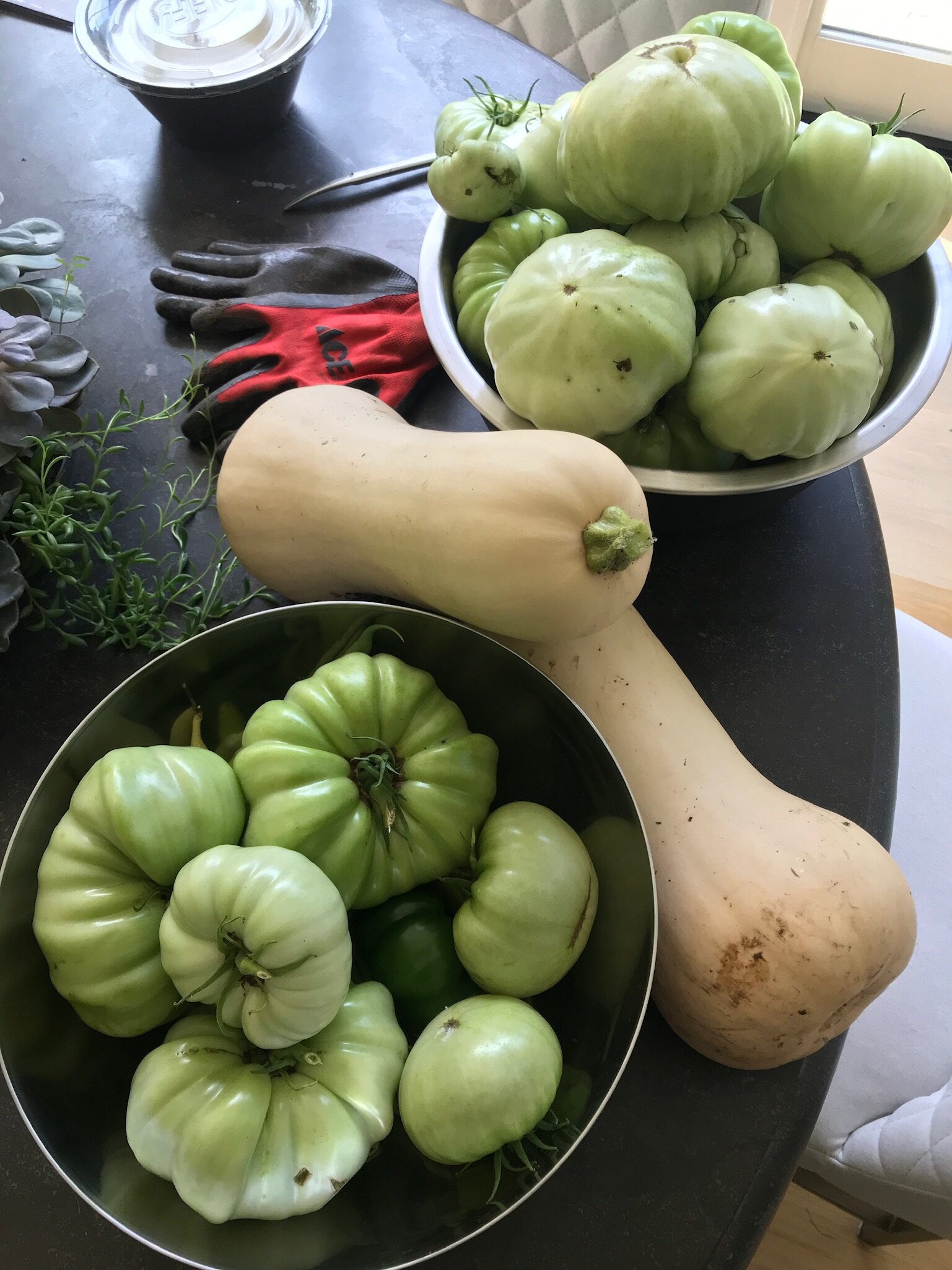 Dr Ryan's harvest of green heirloom tomatoes and butternut squash.