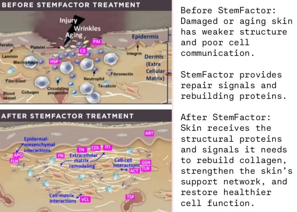 Osmosis StemFactor facesbykatey