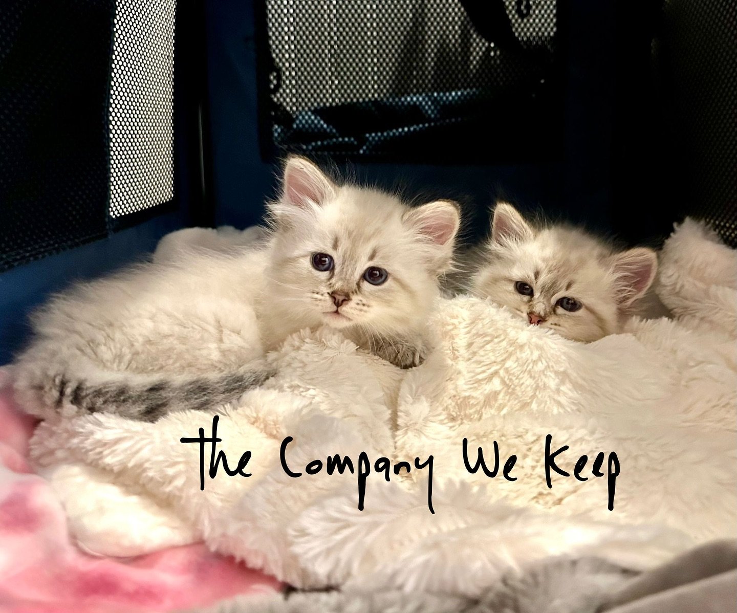 Shameless cat content. 😻 A friend got new kittens and what better way to remind you of our current open call for Issue 5 of kerning!! The theme this time is &ldquo;the company we keep.&rdquo; Submit your poetry, short or flash fiction, creative nonf