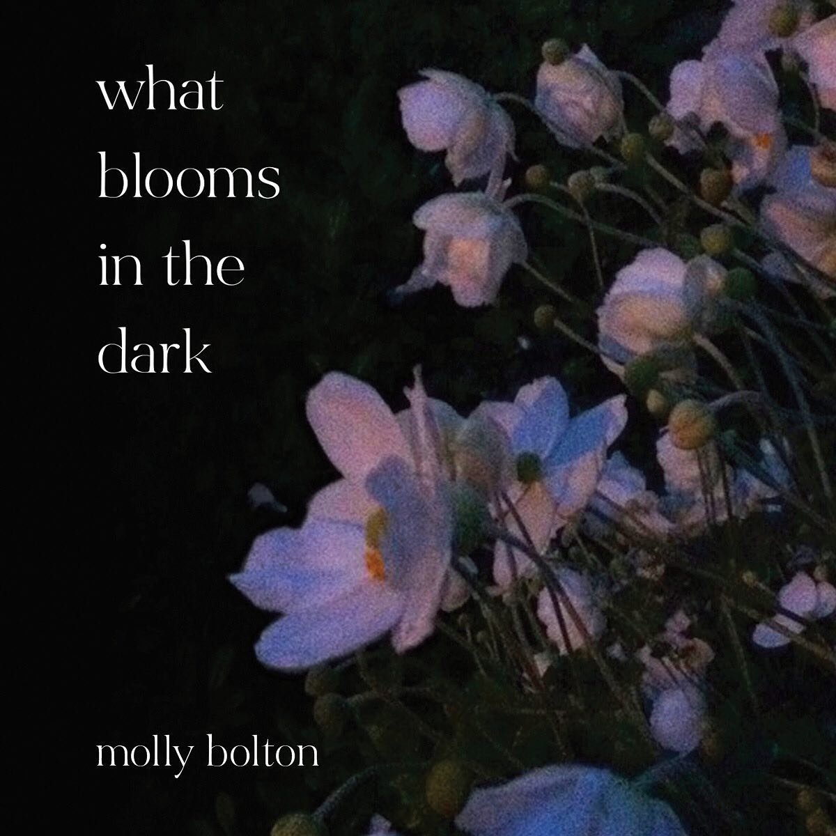 We can finally let the cat out of the bag! @mollyboltonpoetry is the winner of the chapbook contest sponsored by @thepoetscornermaine, Toad Hall Editions and the @camdenfestivalofpoetry with distinguished poet, @mariehowe77, as the contest judge.

Wh