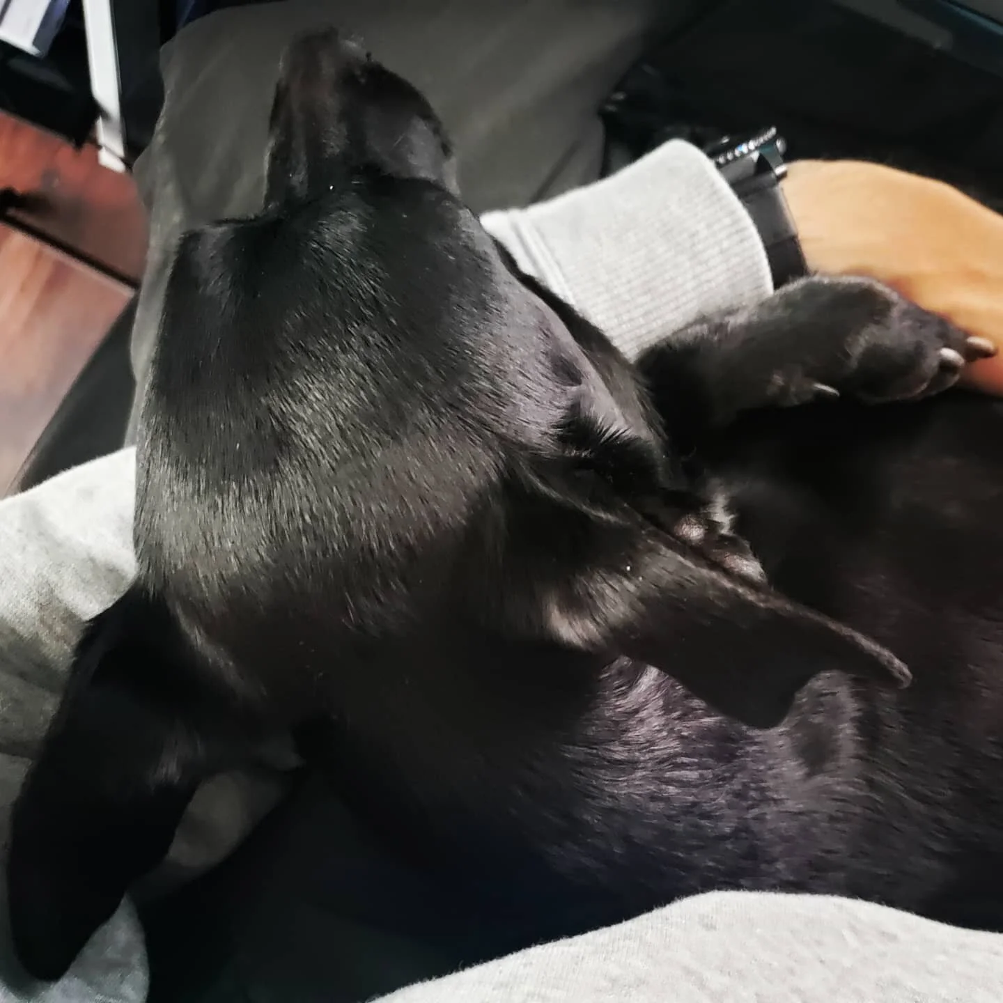 Remote working life and full time dog cuddler