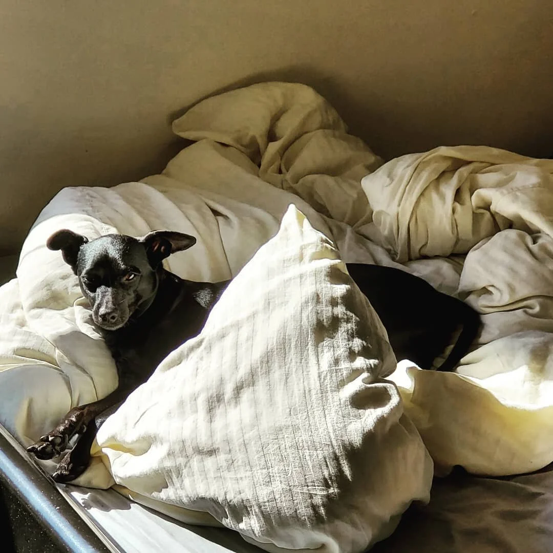 Ponchito living the dream