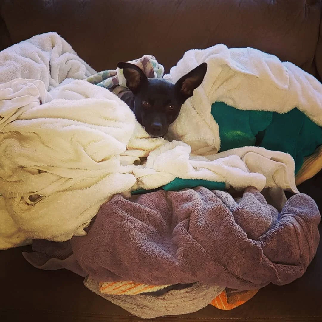 Put warm, dried towels on the couch and stepped away for a minute to grab something... when I come back I find someone comfortably snuggled into what must have been a lil slice of heaven.