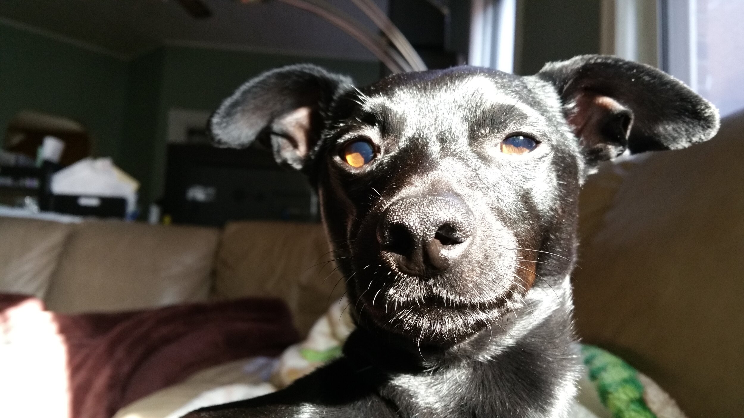 Ponchito: a canine source of assistance