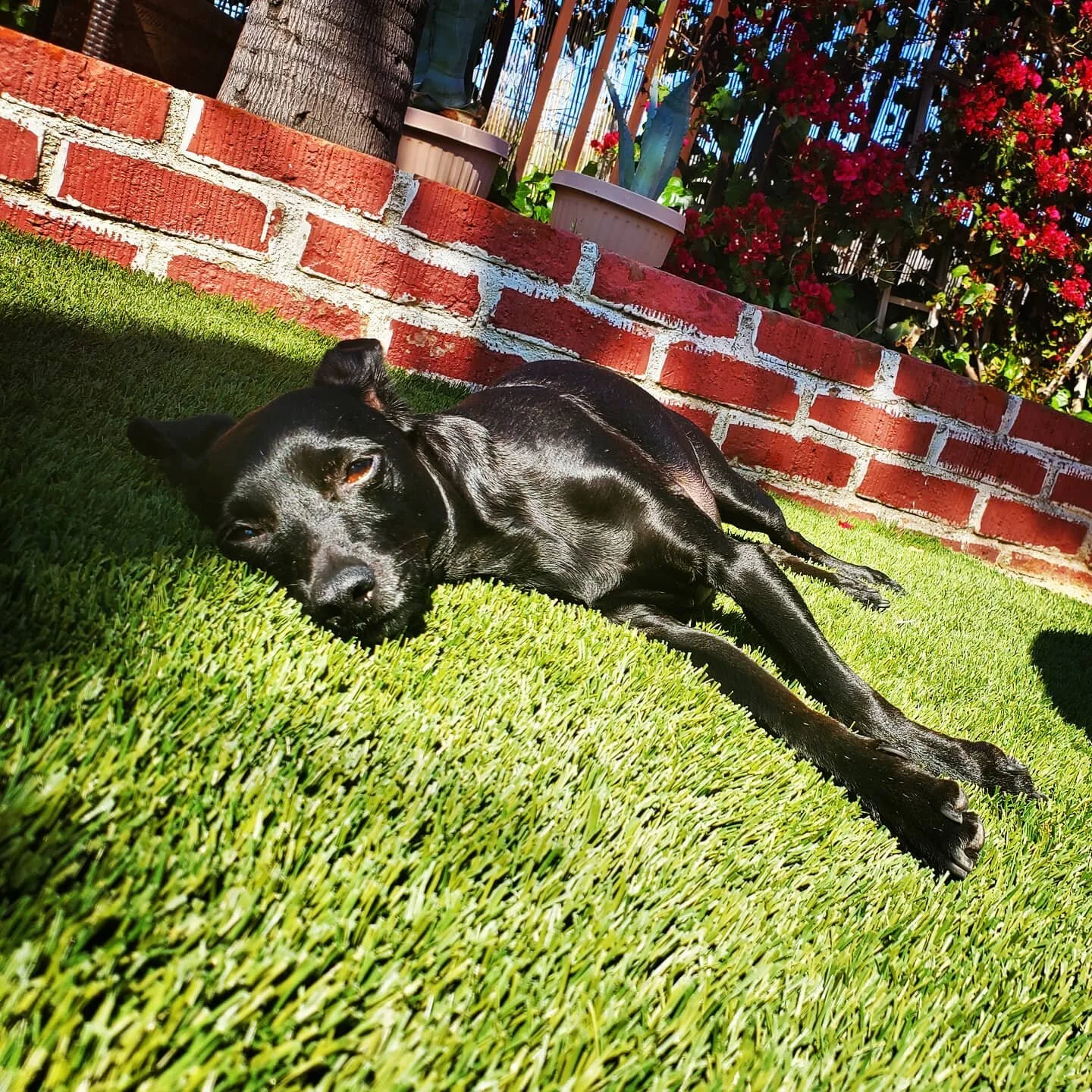 Ponchito embodies relaxation.