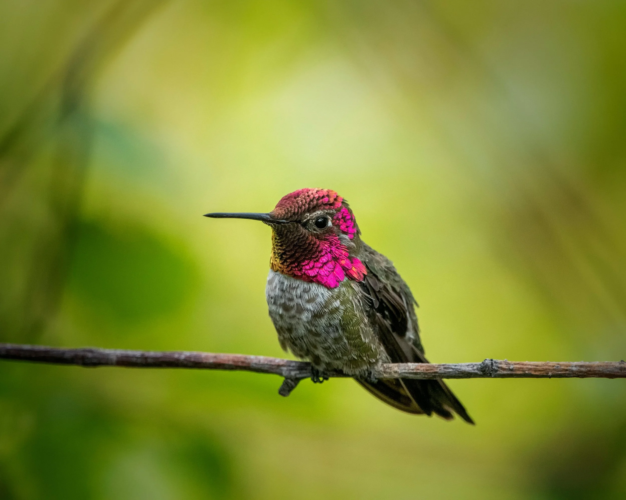 Anna's Hummingbird on a branch