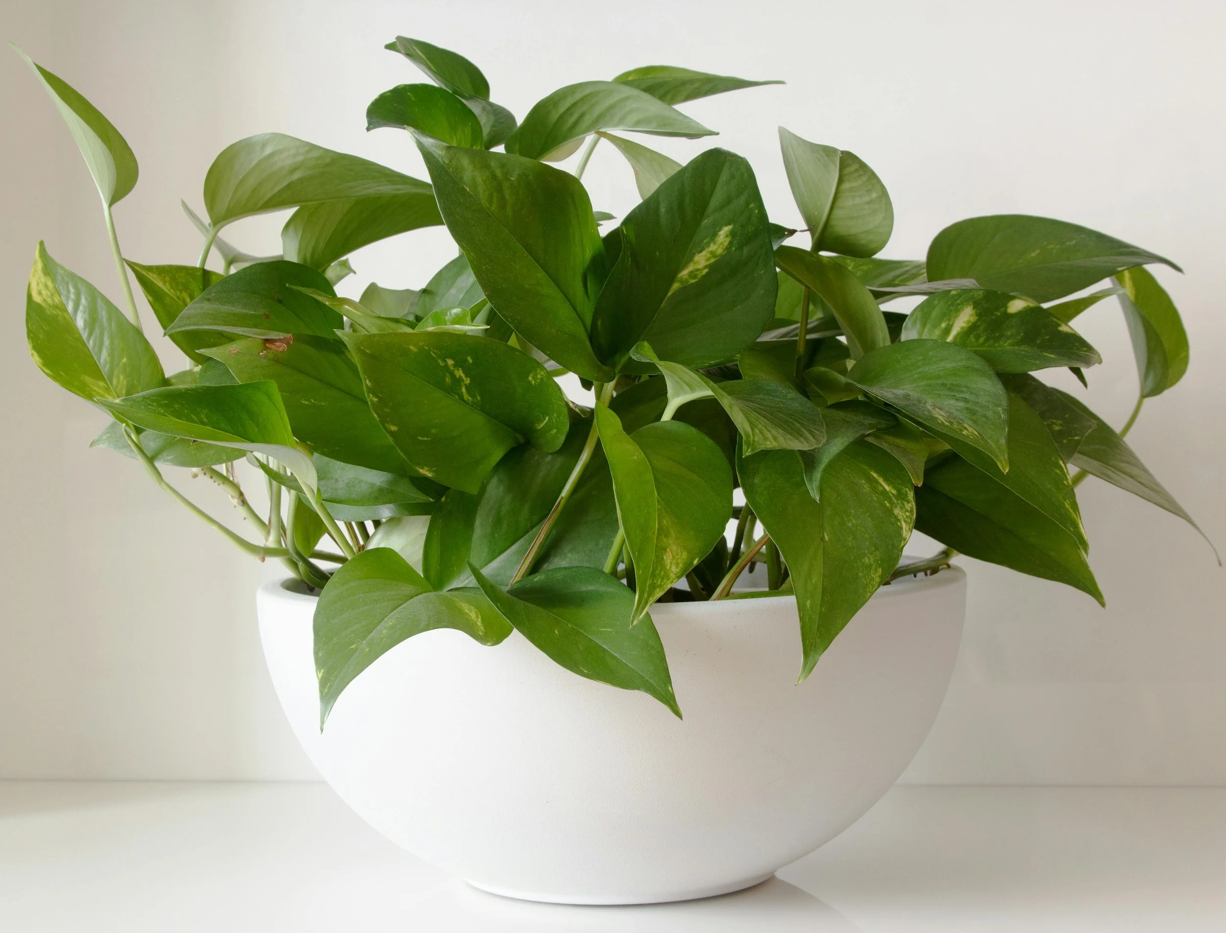Mini-Gardens for Hospice Patients