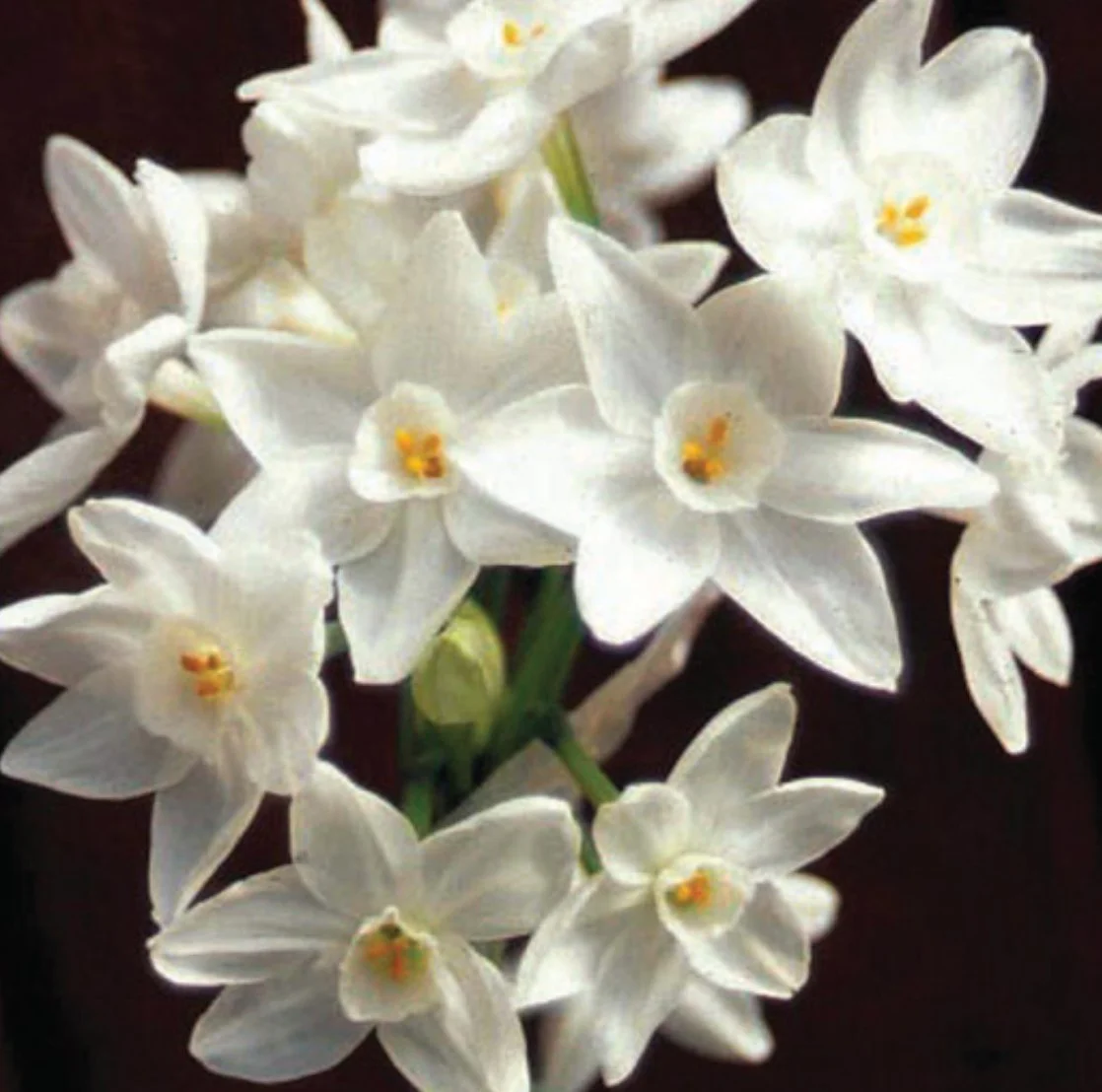 2025 Paperwhites- Ziva