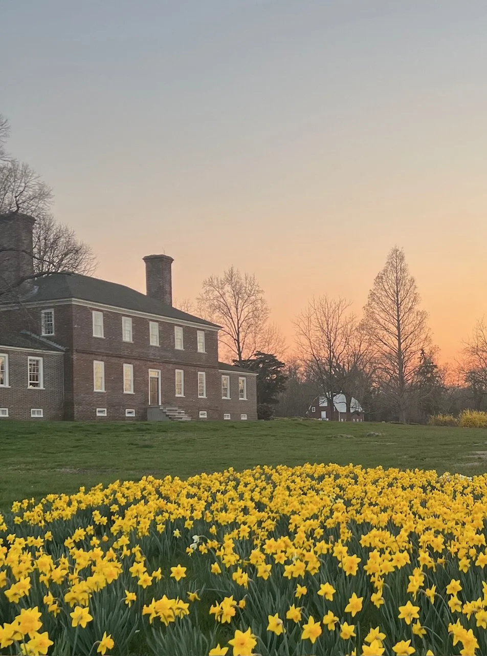 2025 Brooke's Bank Daffodil Collection