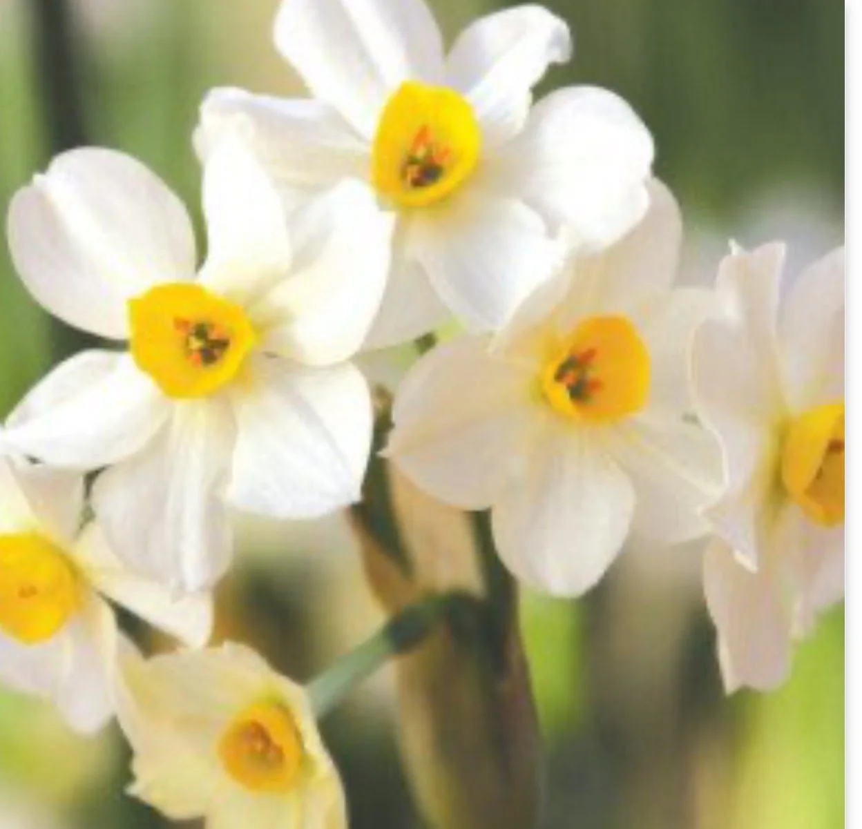 Paperwhites- Wintesun