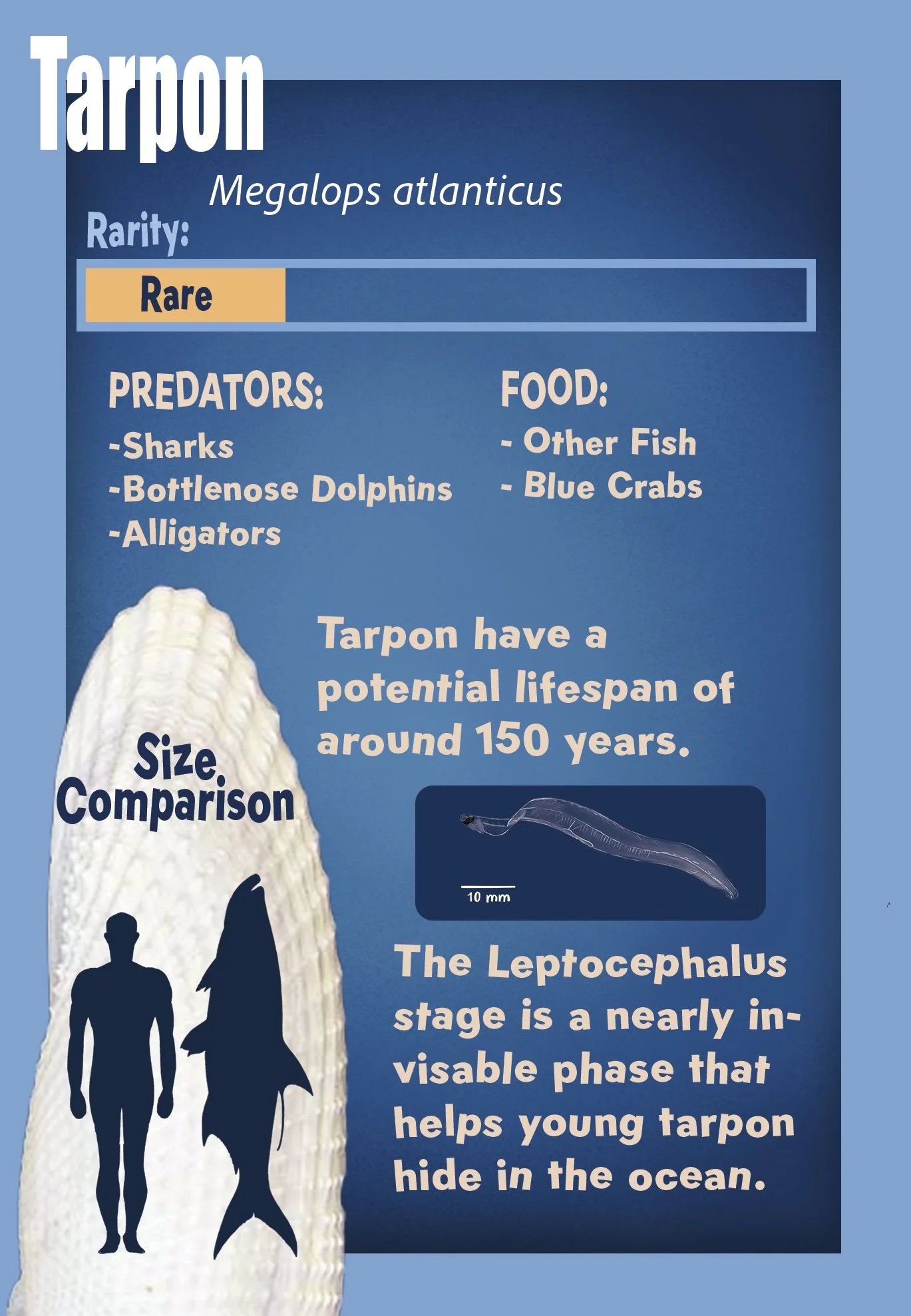 Tarpon Final.jpg