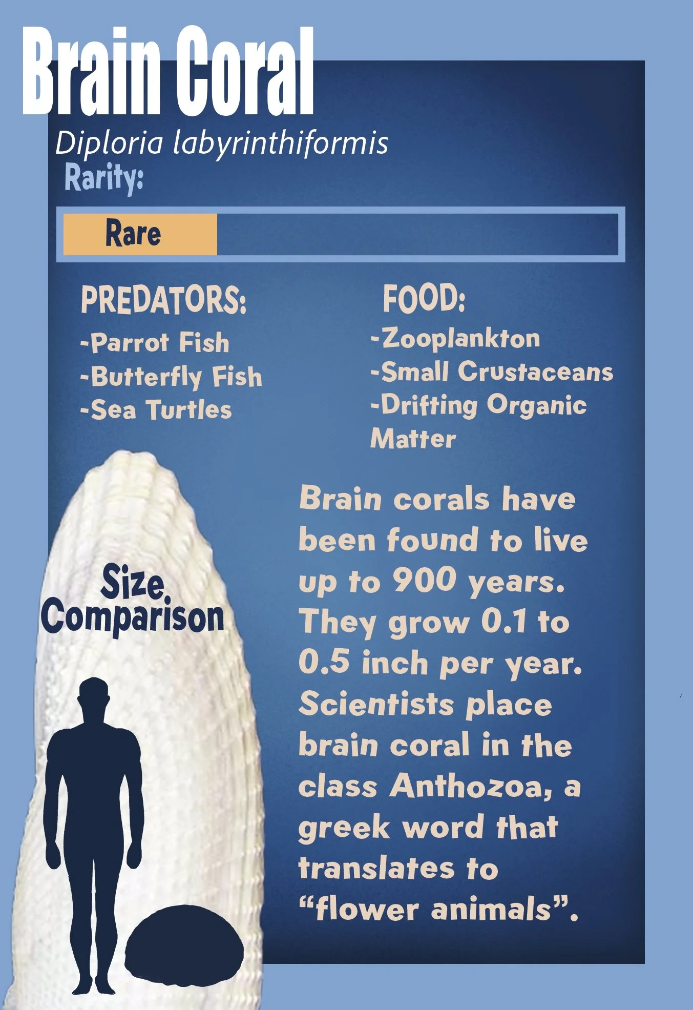 Brain Coral Final.jpg