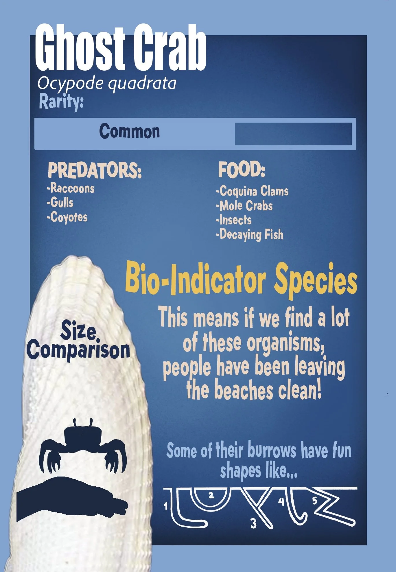 Ghost Crab Final.jpg