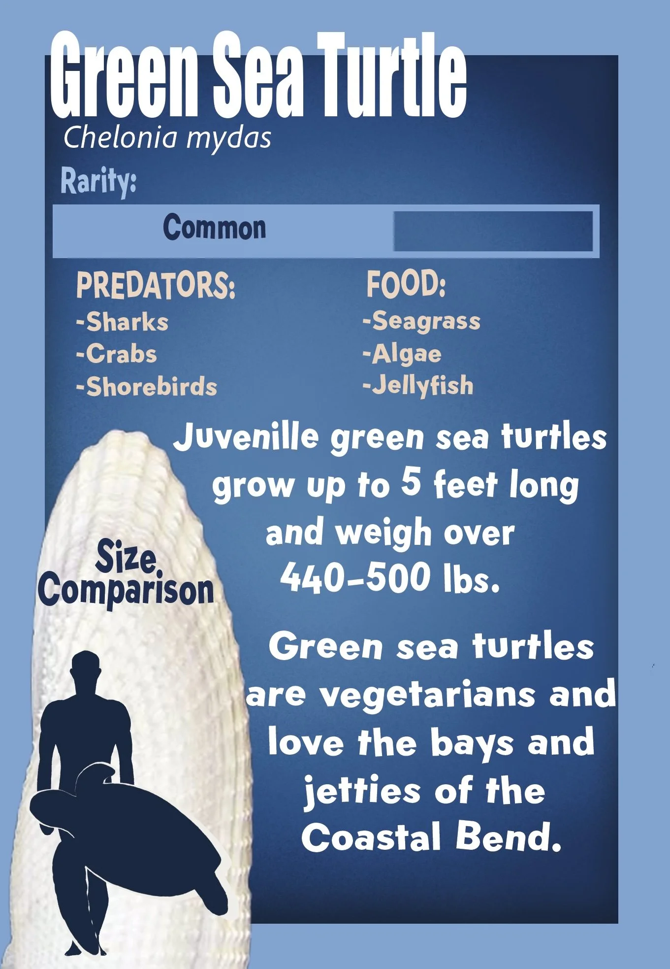 Green Sea Turtles Final.jpg