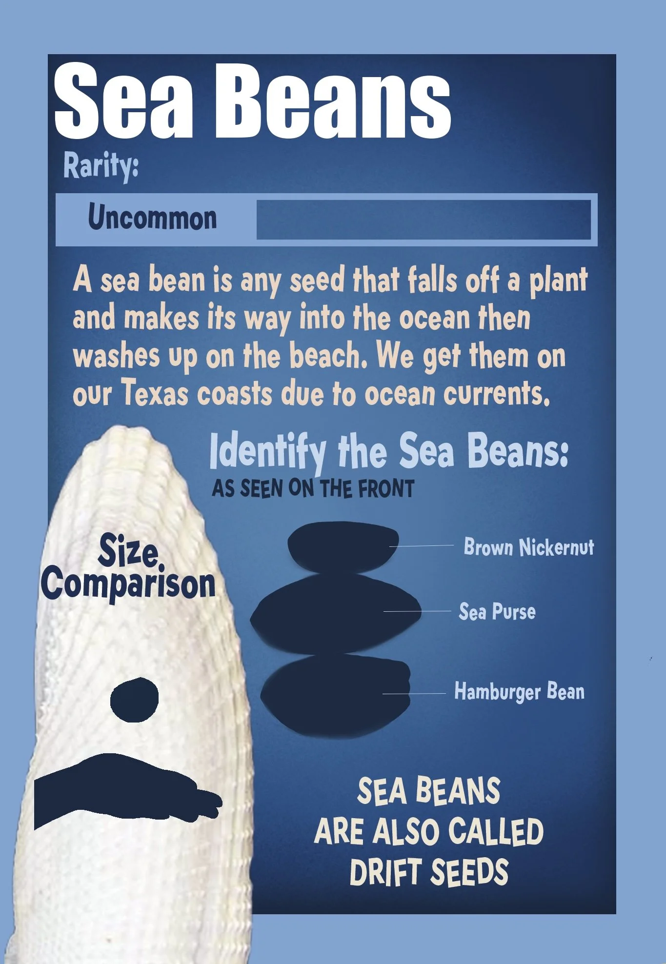 Sea Beans Final.jpg