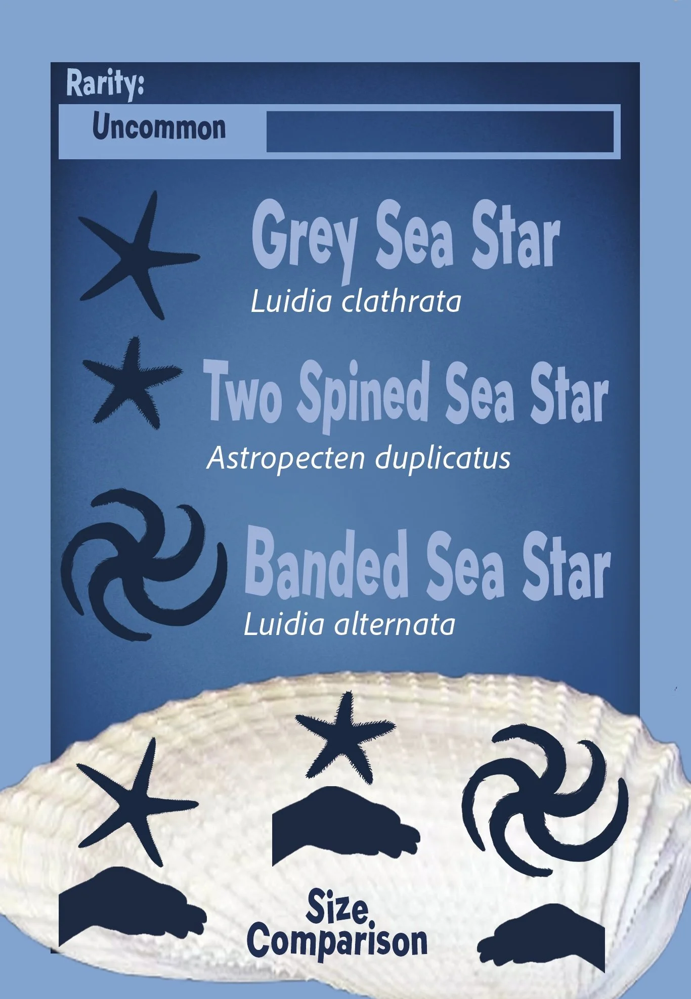 Sea Stars Final .jpg