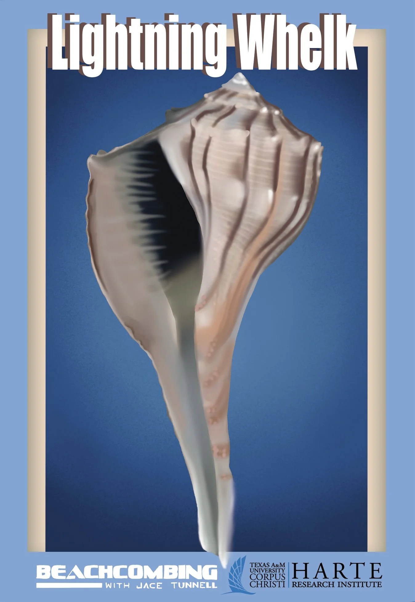 Lightning Whelk final.jpg
