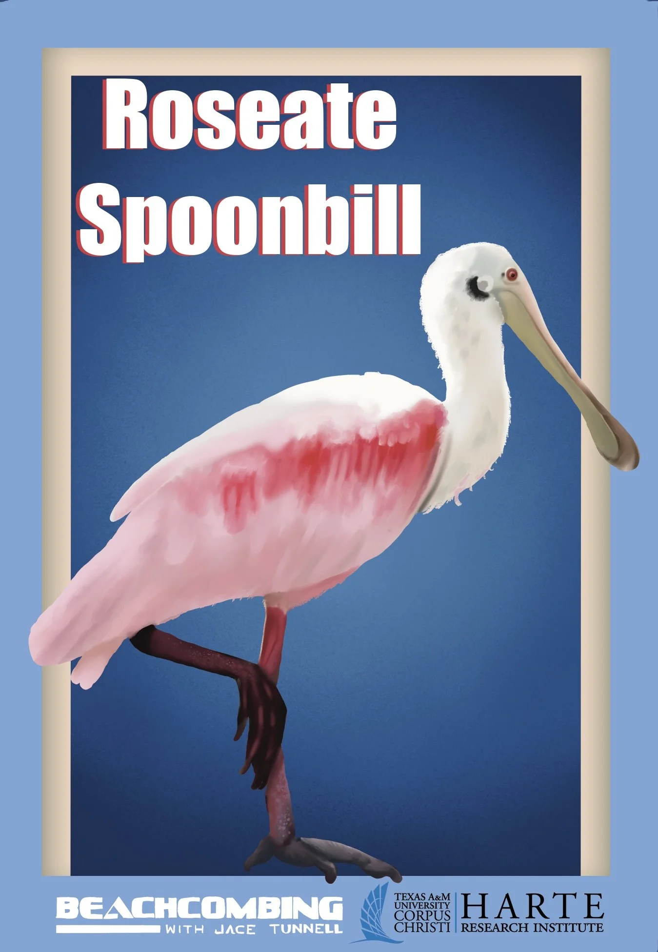 Roseate Spoonbill Final.jpg