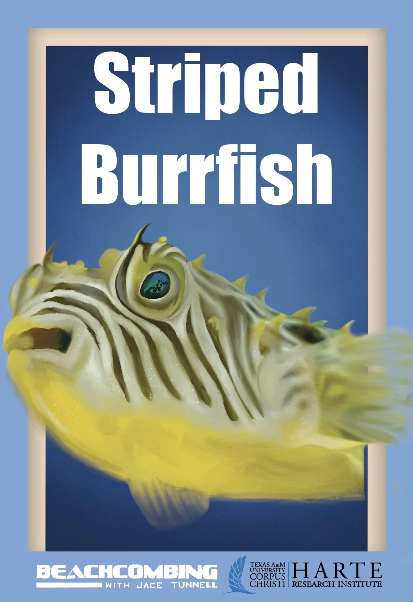 Striped Burrfish Final (1).jpg