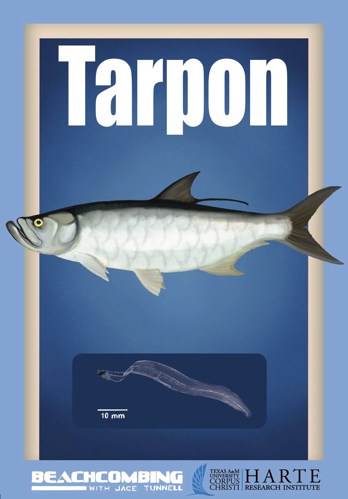 Tarpon Final .jpg