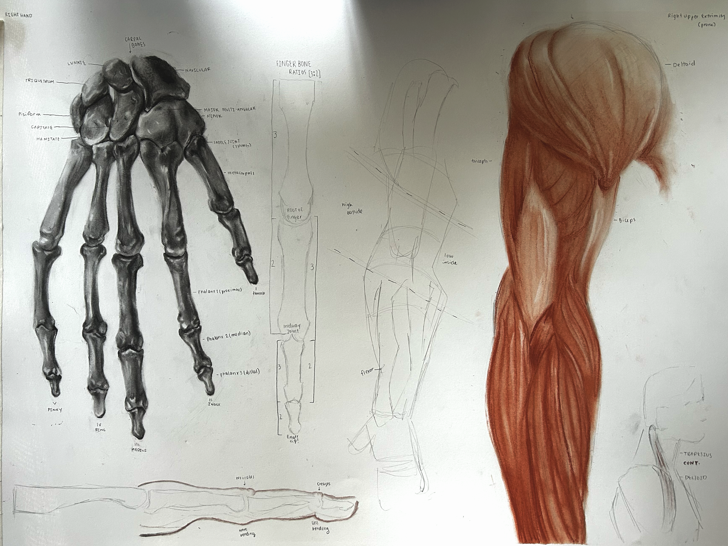 Communication work for Society of Scientific Illustrators at SCAD: