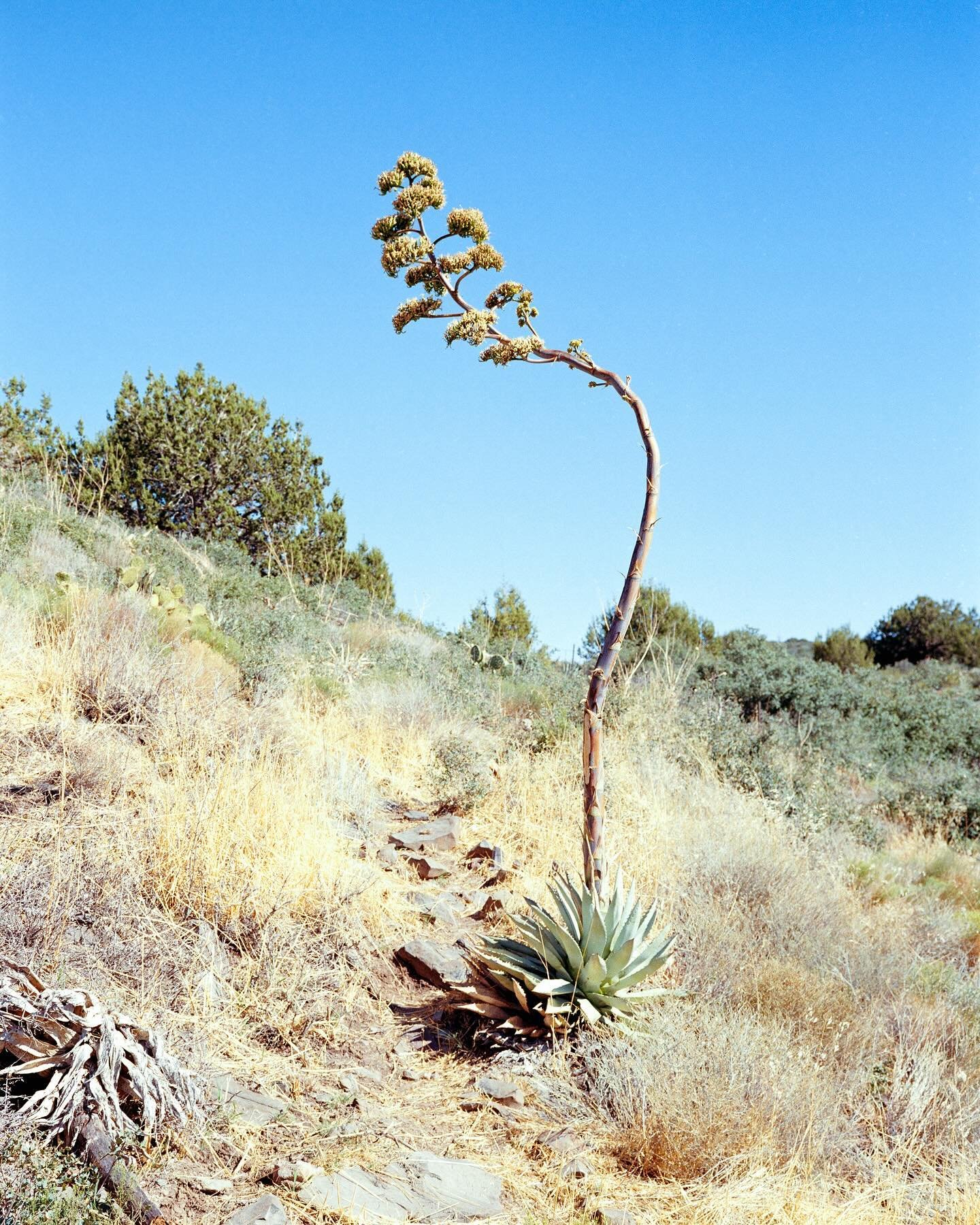 Bent Agave.

Kodak Gold 200 - Fuji GS645 Pro

#Kodak #kodakgold200 #fujigs645 #agave