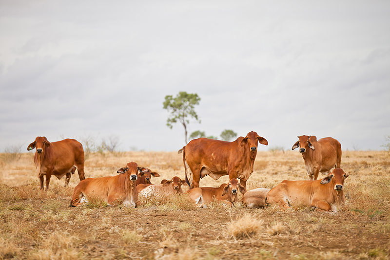 Emergency fodder support package to help flooded graziers in North Queensland