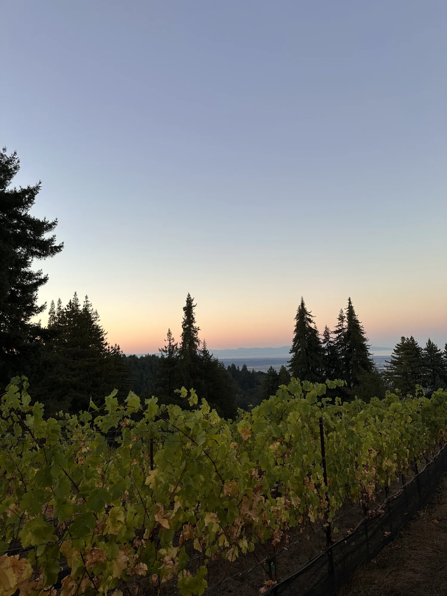 Fog moving across a ridge-top vineyard edged by redwoods