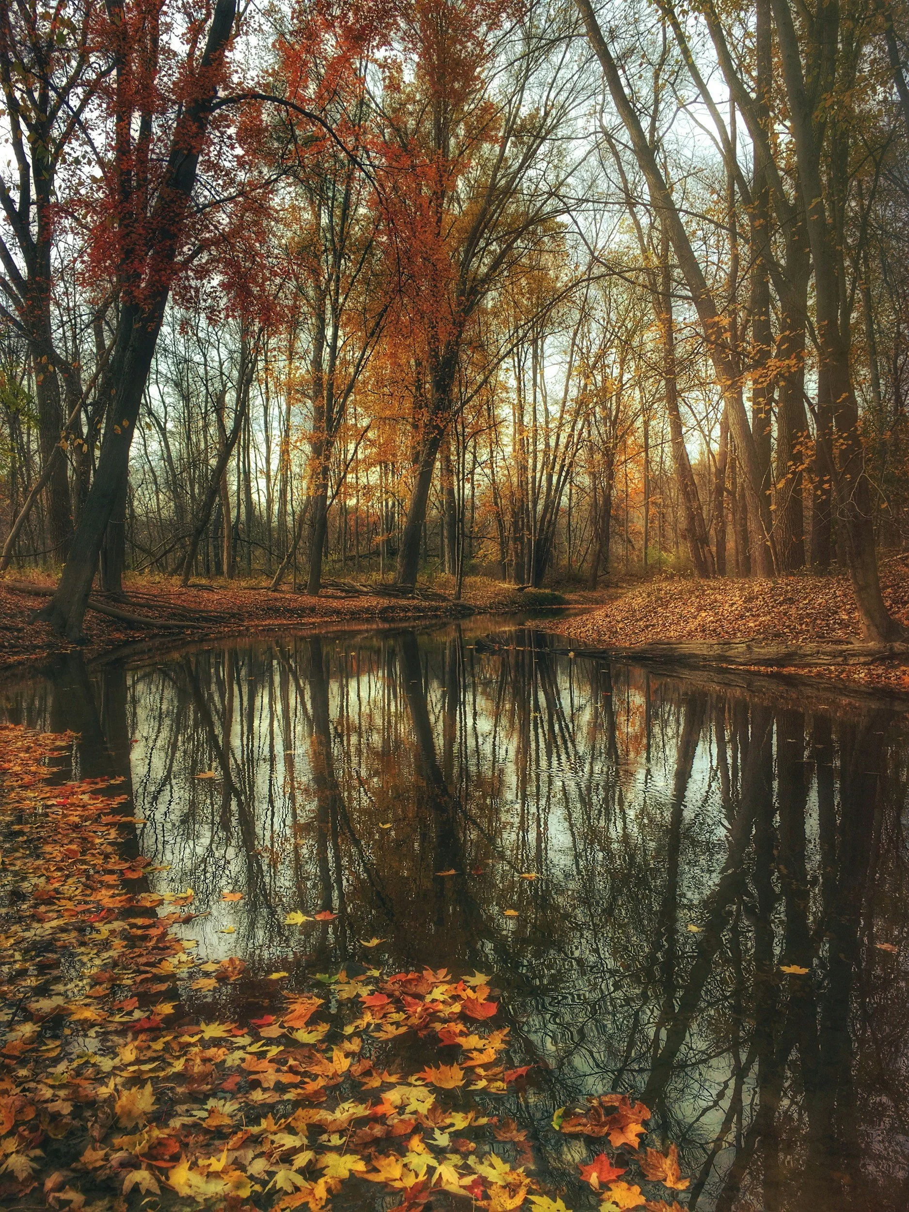 Autumn scene in a forest with a small river reflecting the trees with fall foliage, fallen leaves on the ground and water.